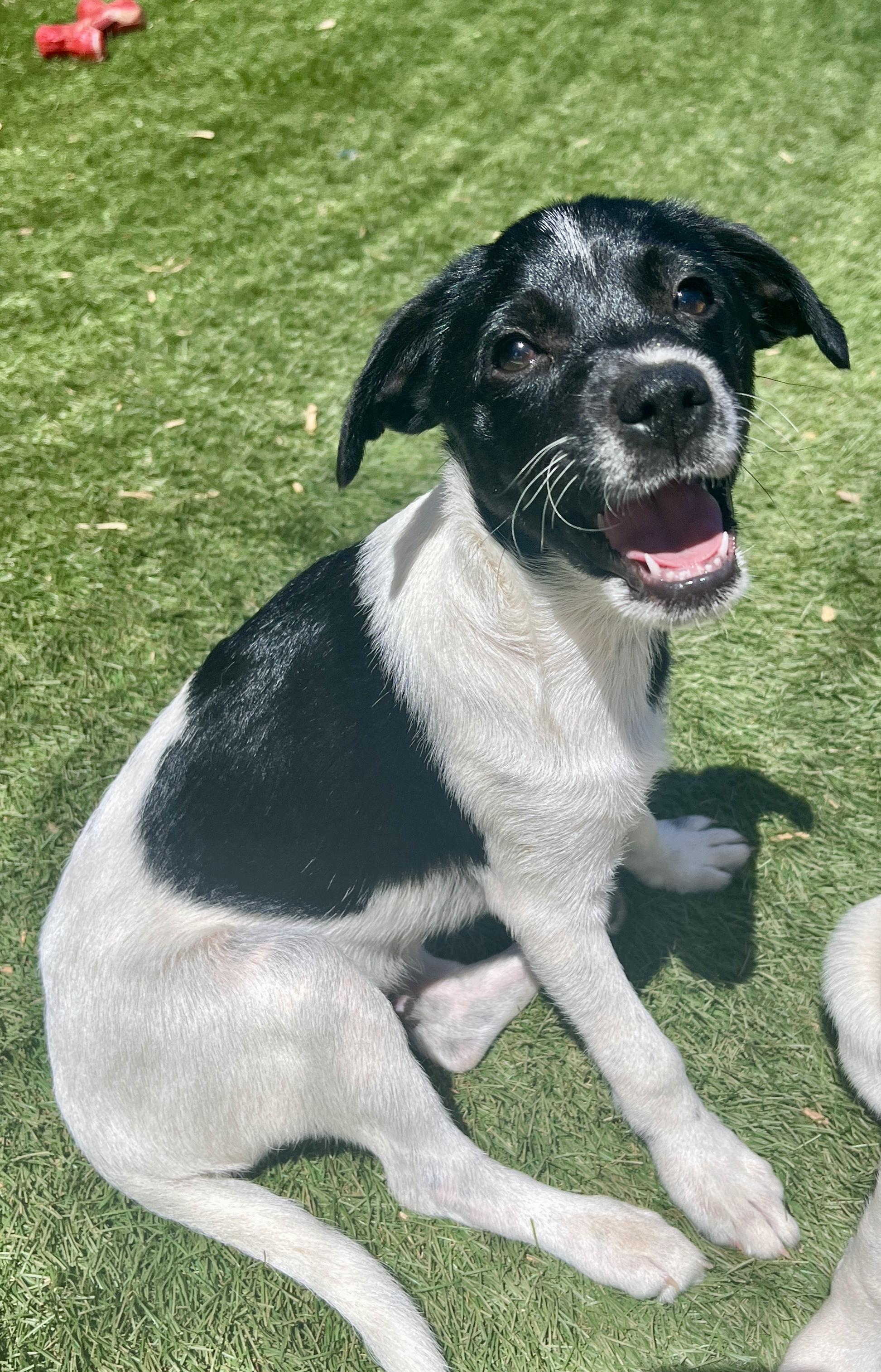 Enlarge Tucker Lee, a ADOPTABLE mixed breed in El Cajon, CA image 3/6