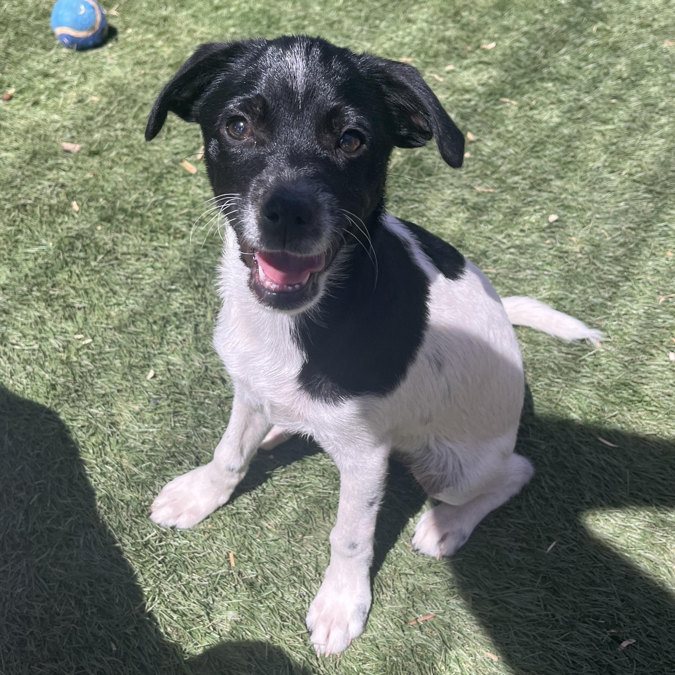 Tucker Lee, ADOPTABLE, Puppy Male Jack Russell Terrier.