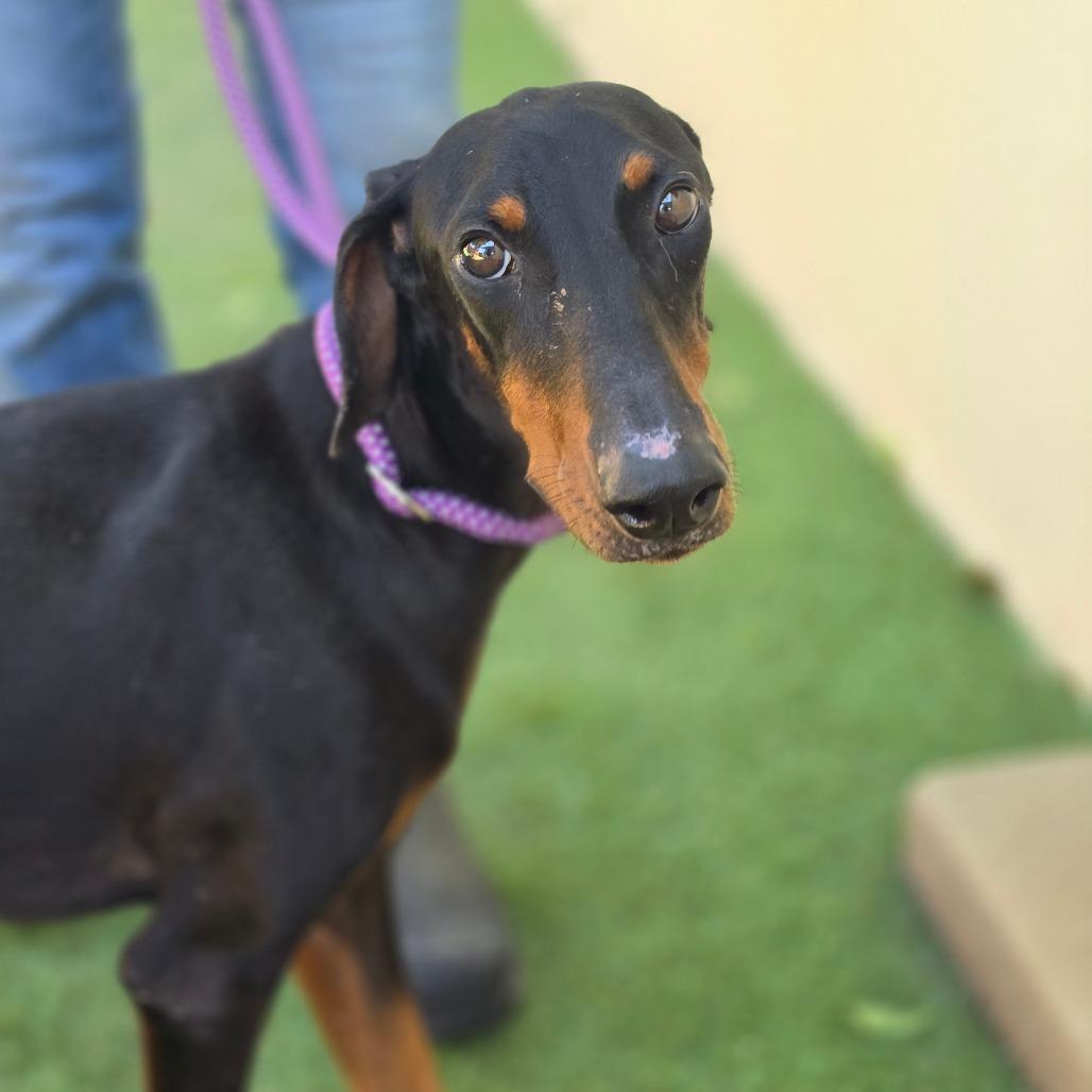 Doberman Pinschers for Adoption in Byhalia, Mississippi | Petfinder