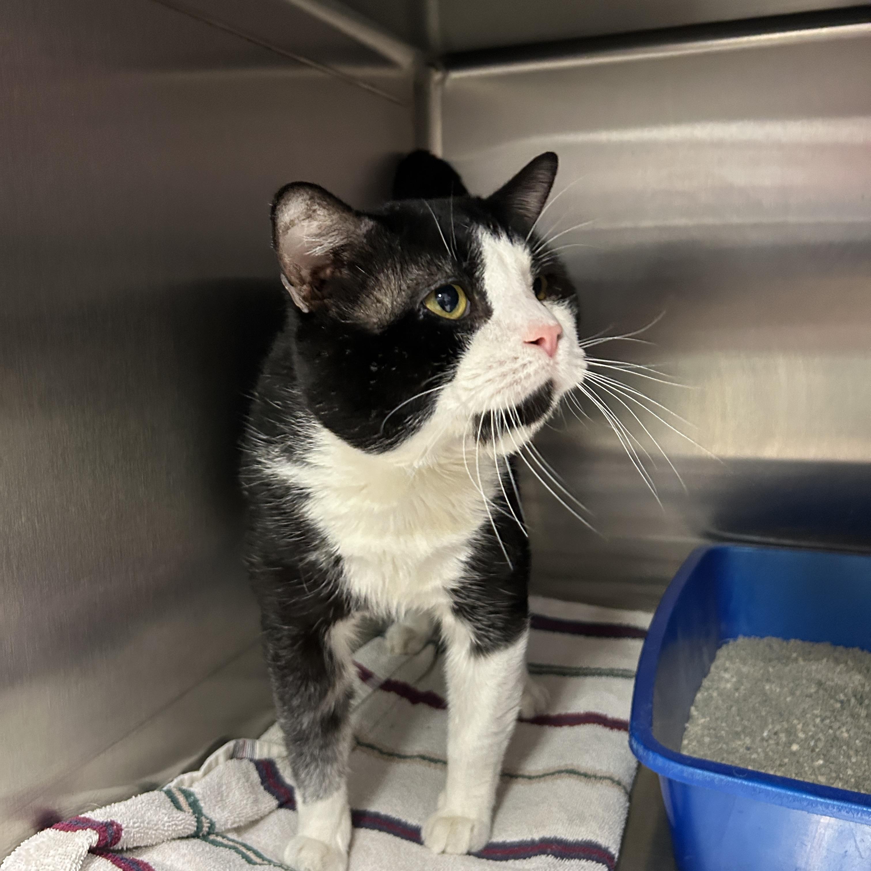 Enlarge Oreo, a ADOPTABLE Tuxedo in La Grange Park, IL image 1/2