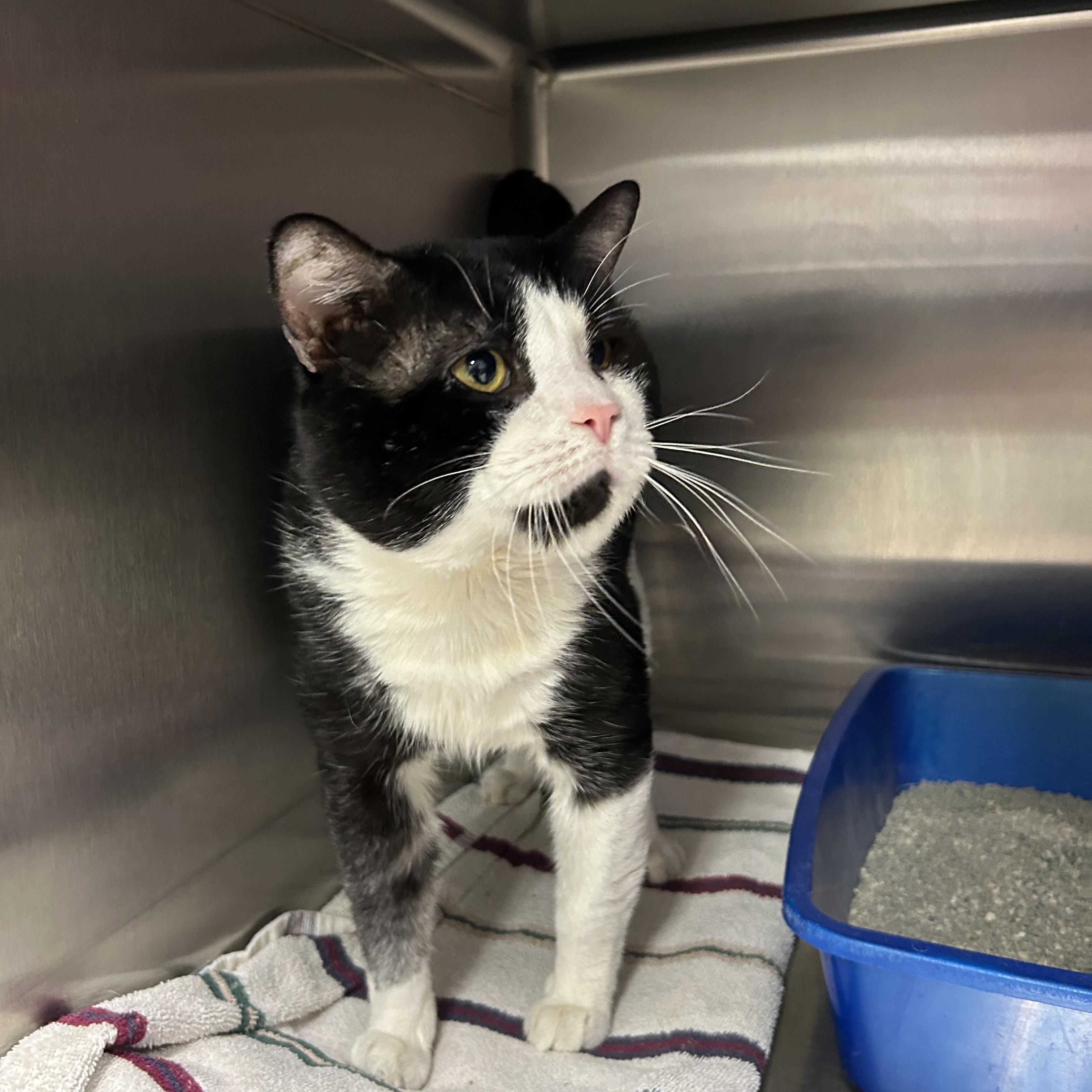 Enlarge Oreo, a ADOPTABLE Tuxedo in La Grange Park, IL image 2/2
