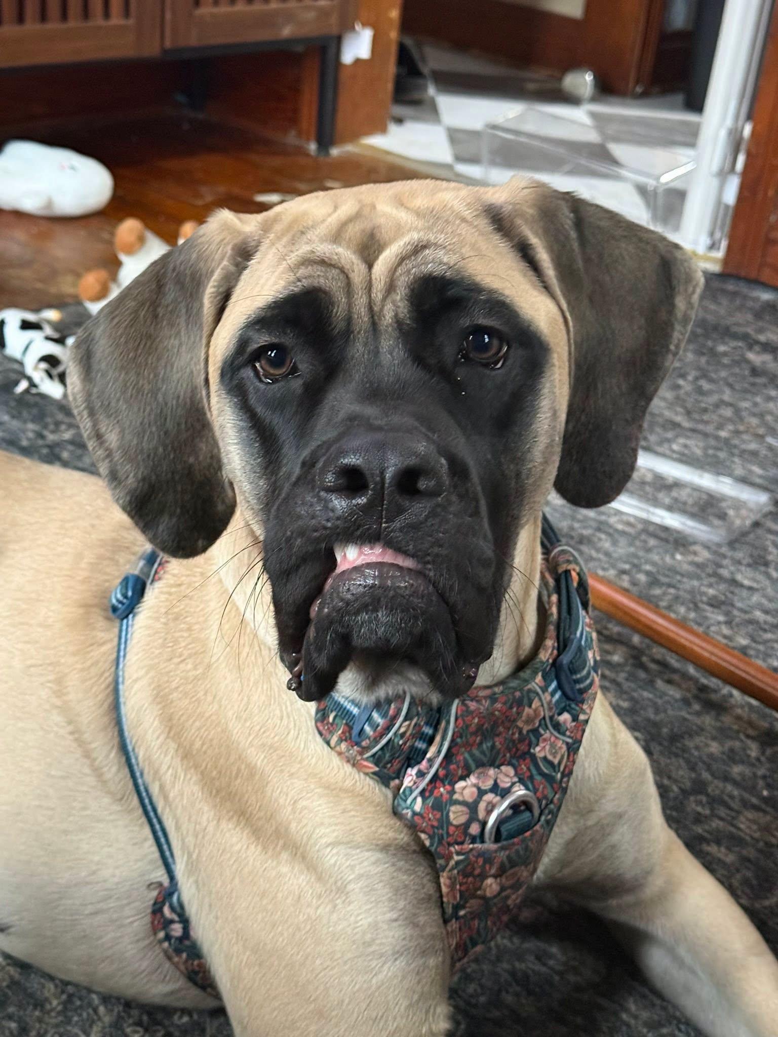 Enlarge Marsha, a ADOPTABLE Mastiff in Derby, NY image 1/5