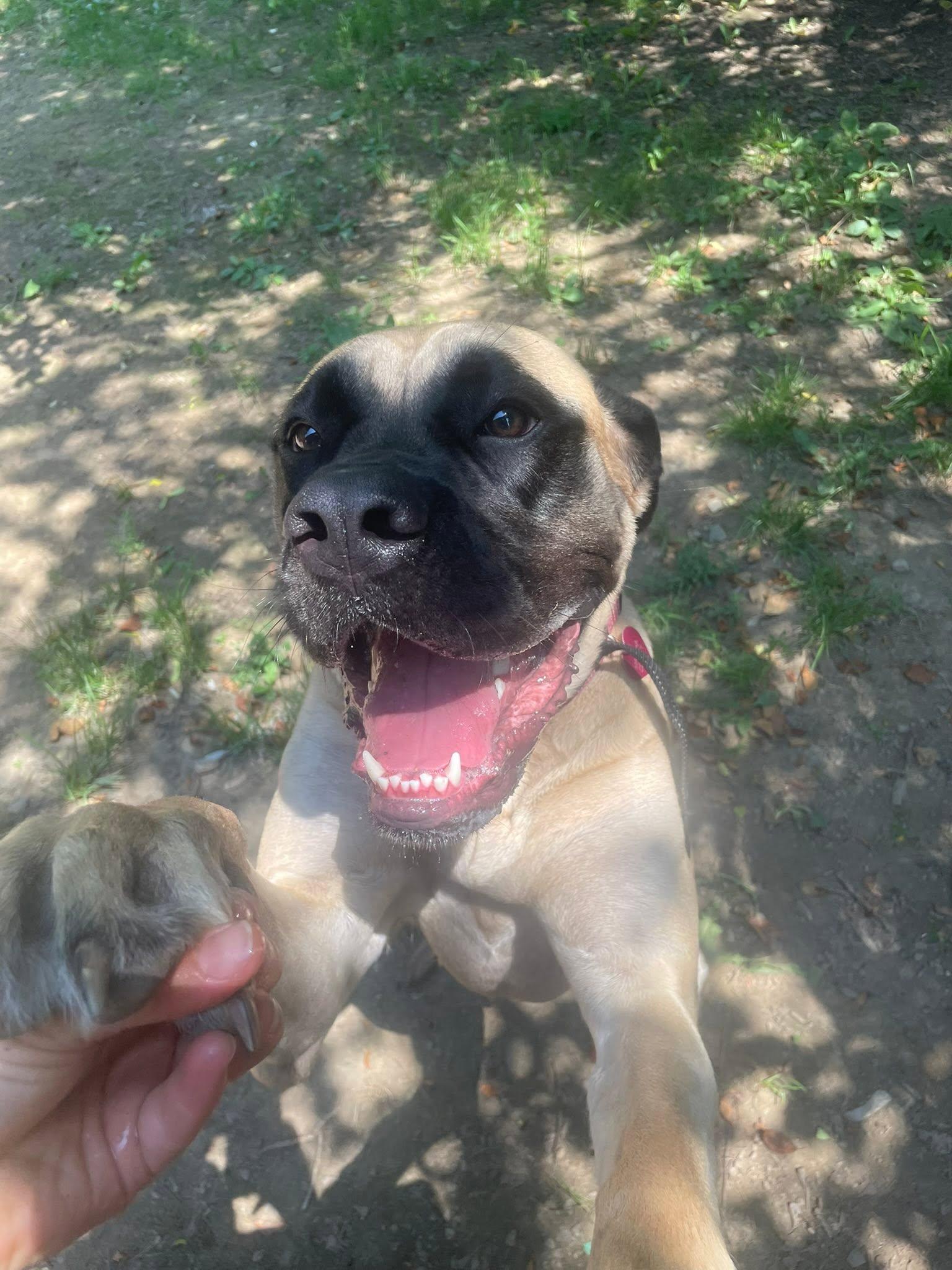 Enlarge Marsha, a ADOPTABLE Mastiff in Derby, NY image 3/5