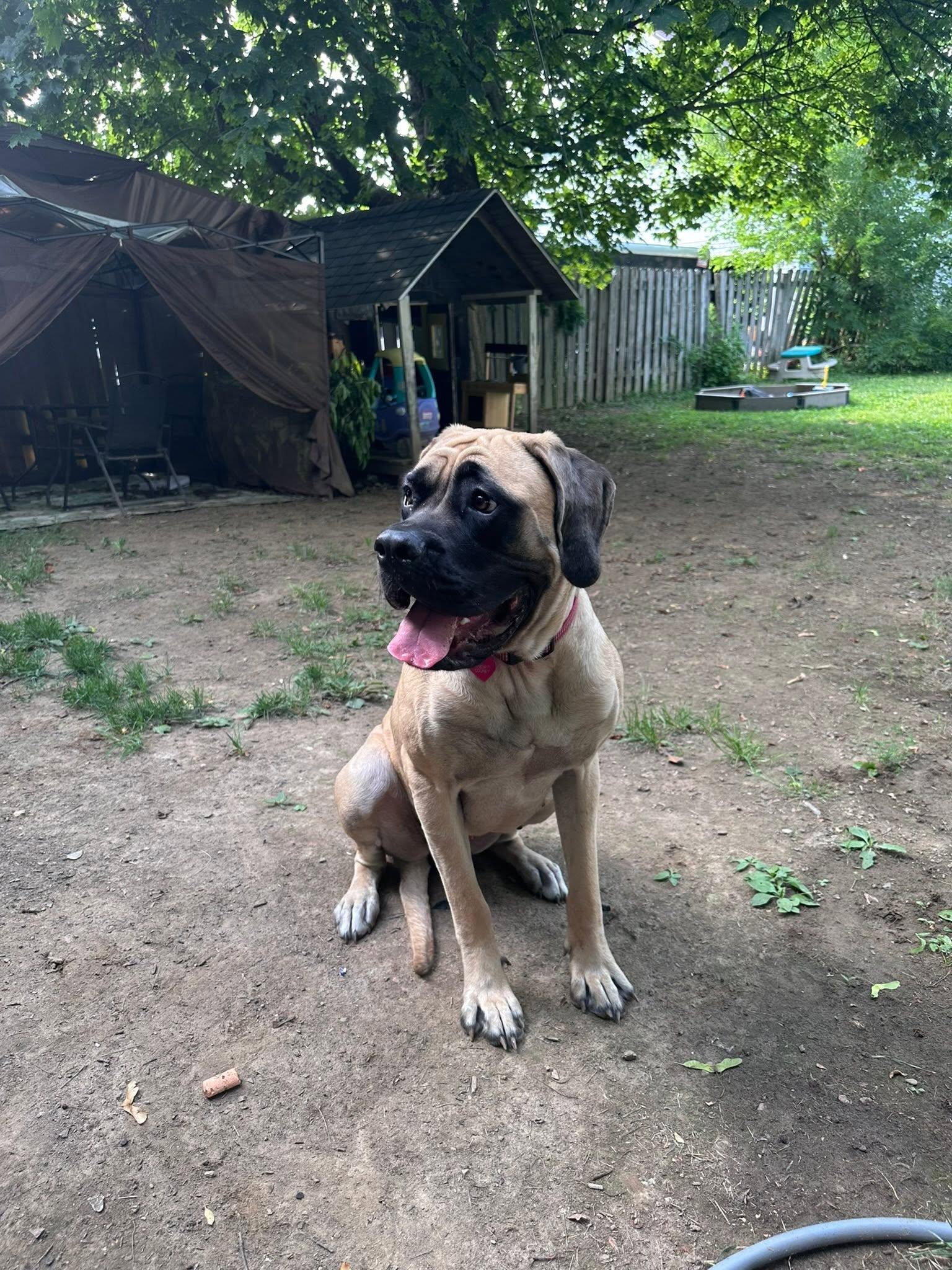 Enlarge Marsha, a ADOPTABLE Mastiff in Derby, NY image 2/5
