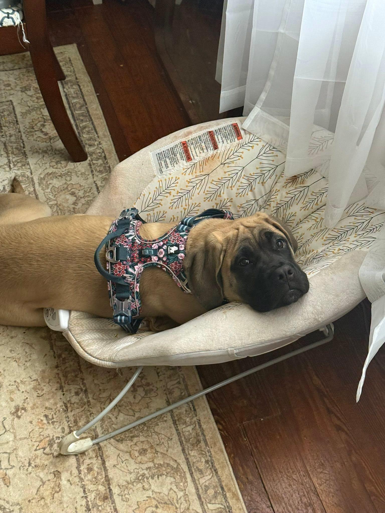 Enlarge Marsha, a ADOPTABLE Mastiff in Derby, NY image 5/5