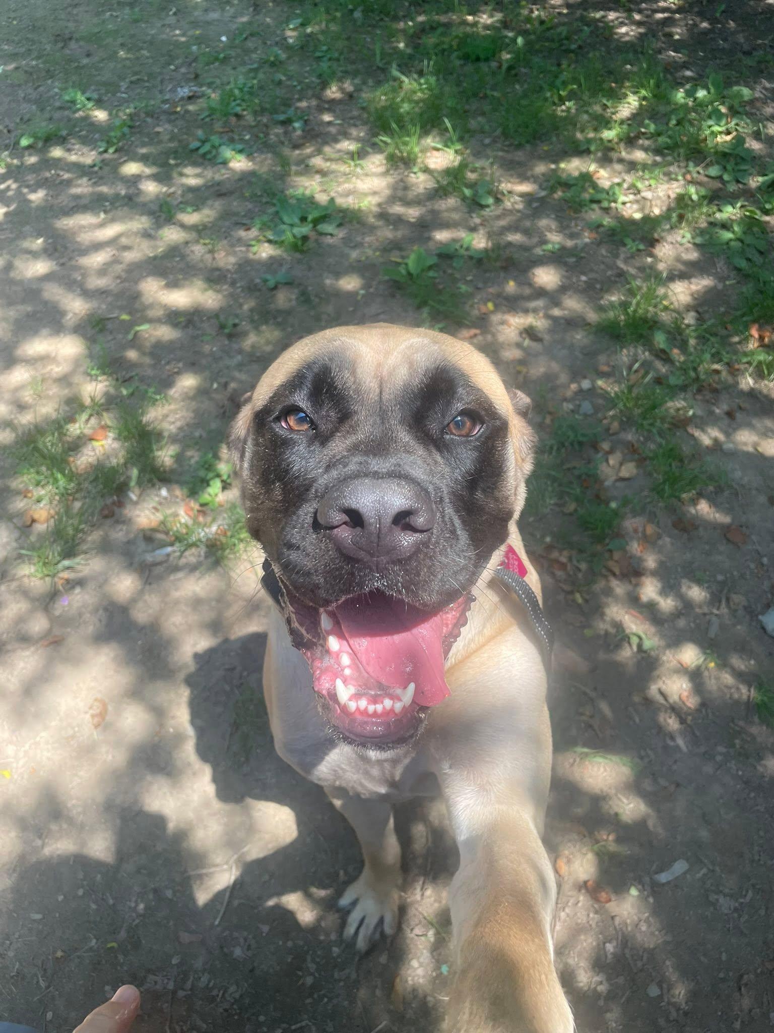 Enlarge Marsha, a ADOPTABLE Mastiff in Derby, NY image 4/5