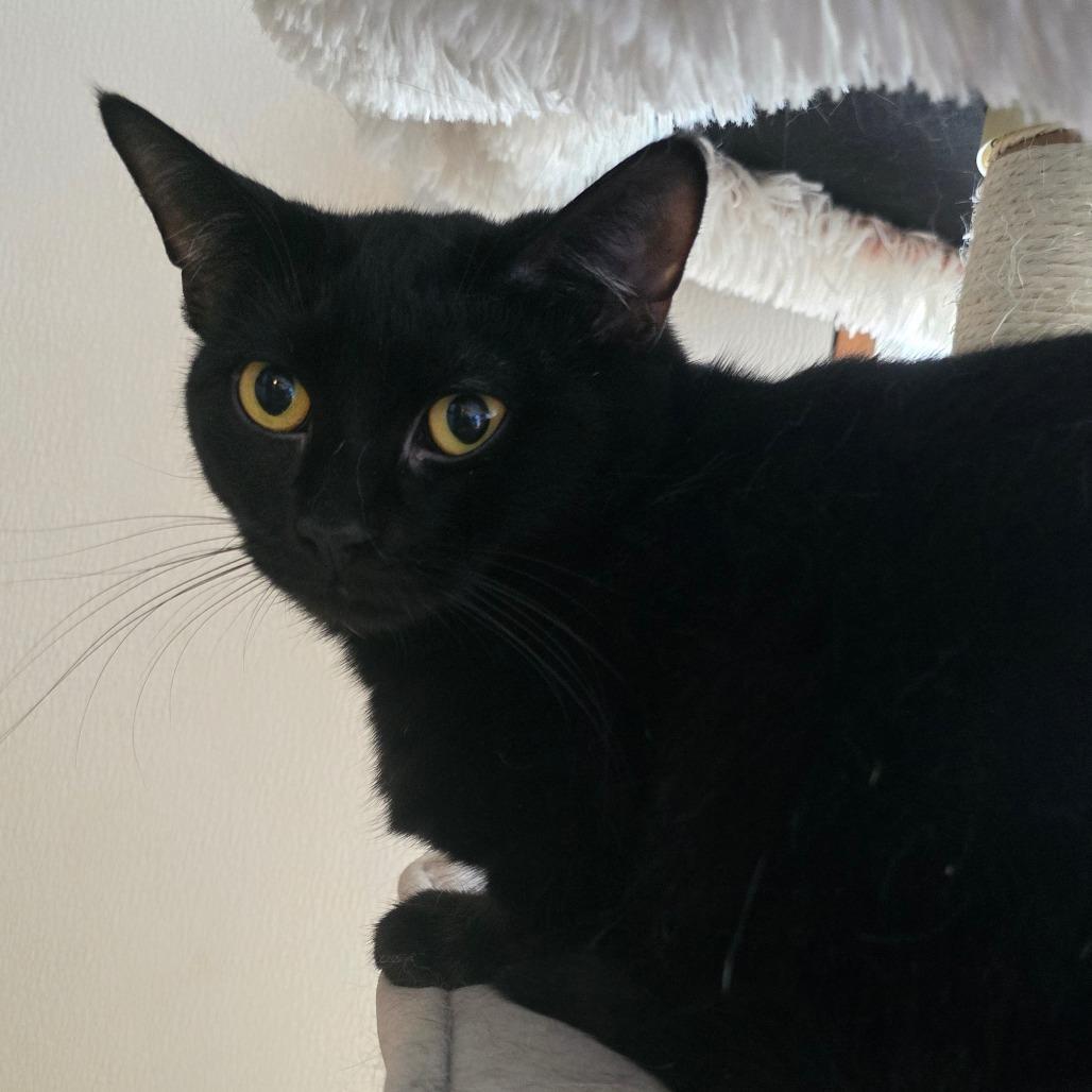 Pump, Adoptable, Young Female Domestic Short Hair.