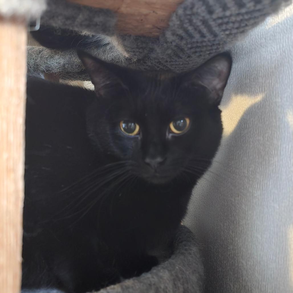 Enlarge Pump, a Adoptable Domestic Short Hair in Hanna City, IL image 2/3