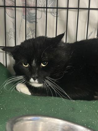 Enlarge Escobar, a Adoptable mixed breed in Lowell, MA image 1/1