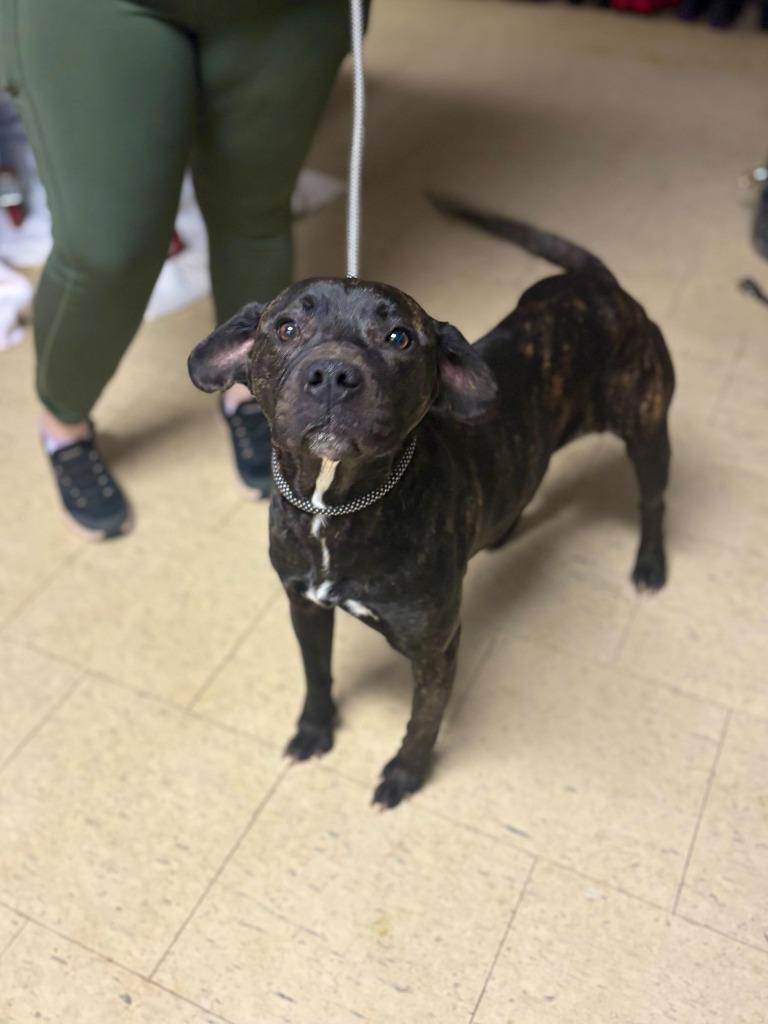 Lobelia, Adoptable, Adult Female Pit Bull Terrier & Mixed Breed.