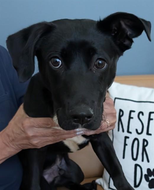 Enlarge BILLY, a Adoptable mixed breed in Lees Summit, MO image 1/1
