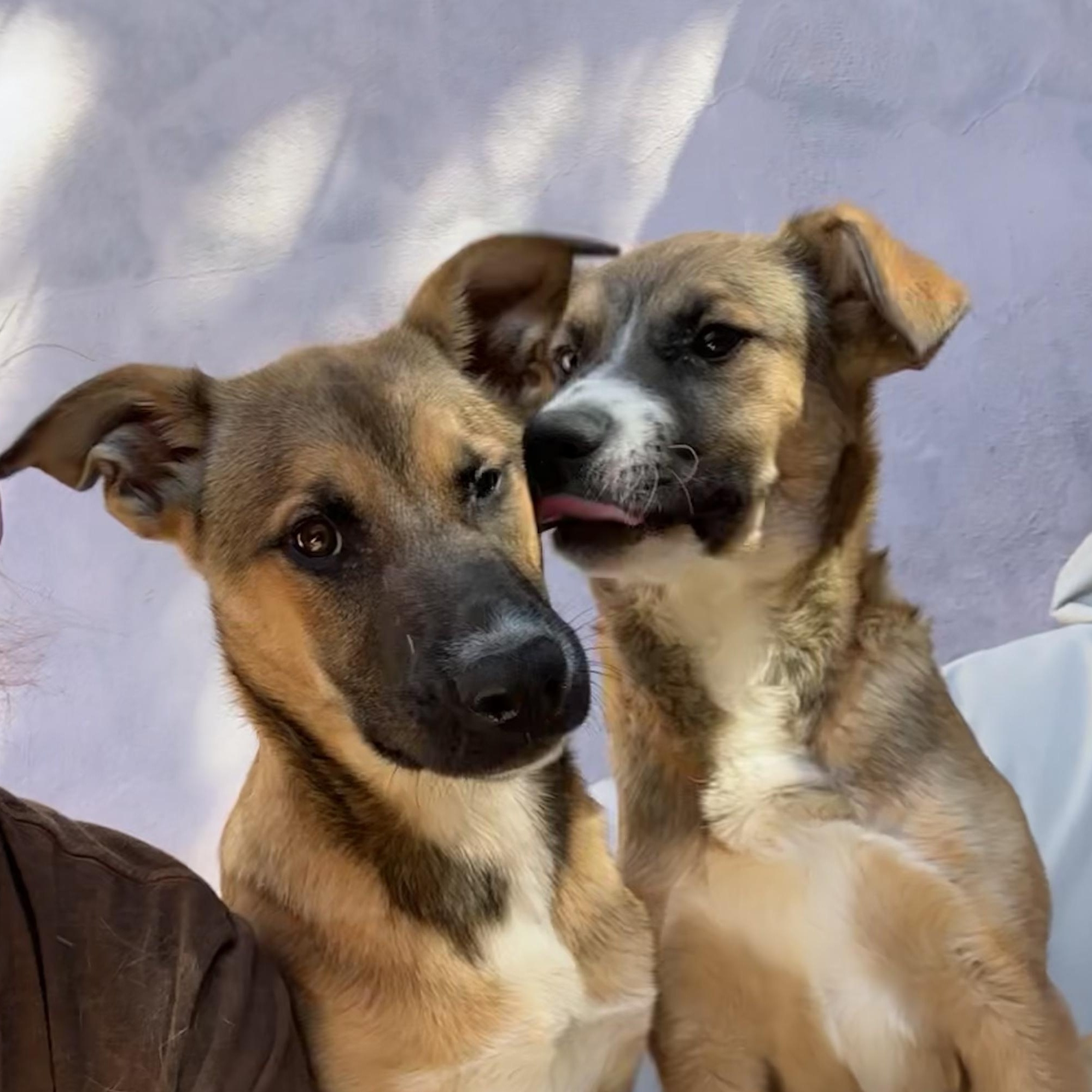 Enlarge NALA!, a Adoptable mixed breed in San Deigo, CA image 1/5