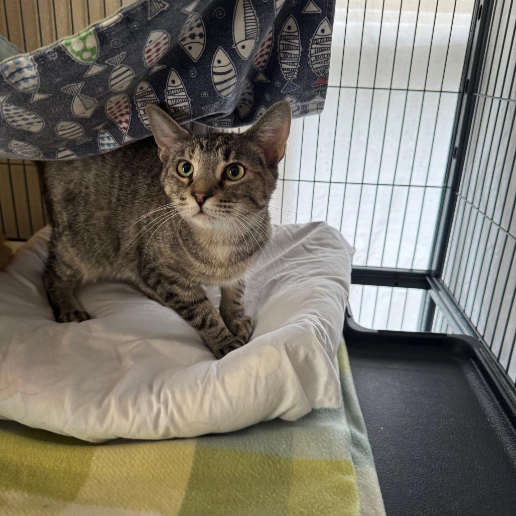 Enlarge Trust, a Adoptable Domestic Medium Hair in Mount Vernon, IL image 1/6