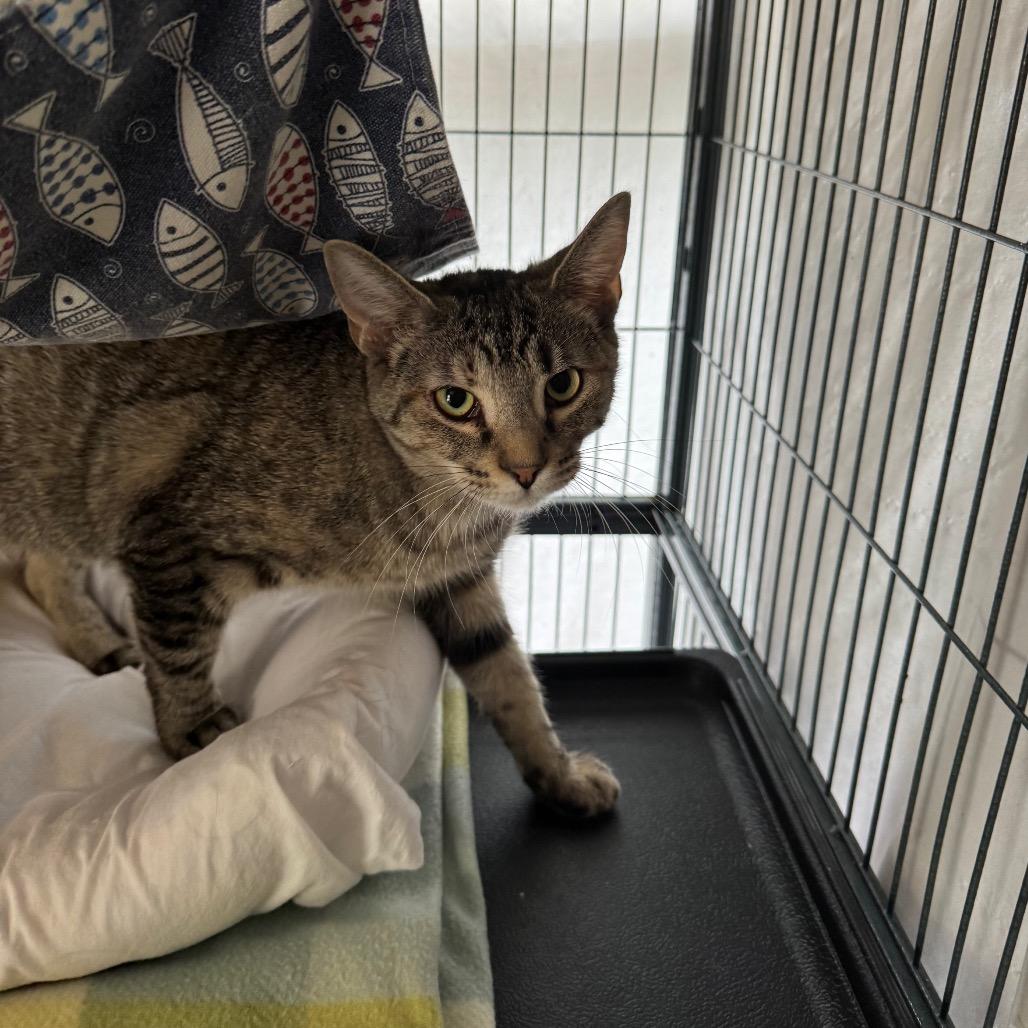 Enlarge Trust, a Adoptable Domestic Medium Hair in Mount Vernon, IL image 2/6