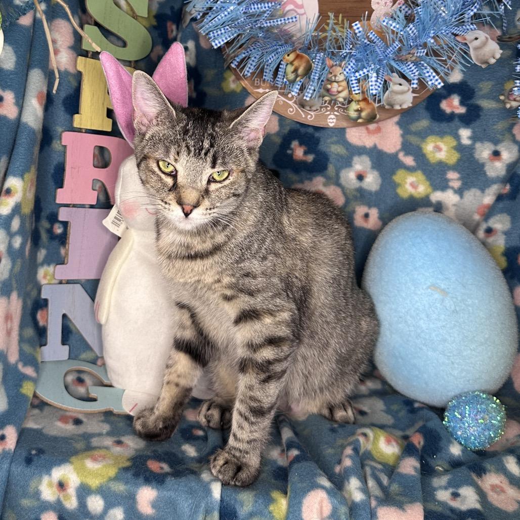 Enlarge Trust, a Adoptable Domestic Medium Hair in Mount Vernon, IL image 3/6