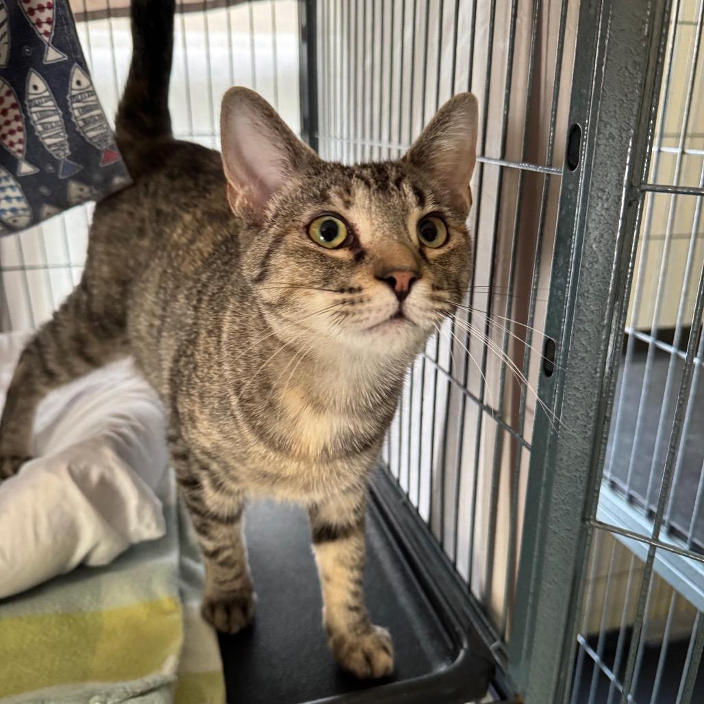 Enlarge Trust, a Adoptable Domestic Medium Hair in Mount Vernon, IL image 4/6