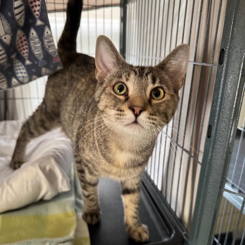 Enlarge Trust, a Adoptable Domestic Medium Hair in Mount Vernon, IL image 5/6