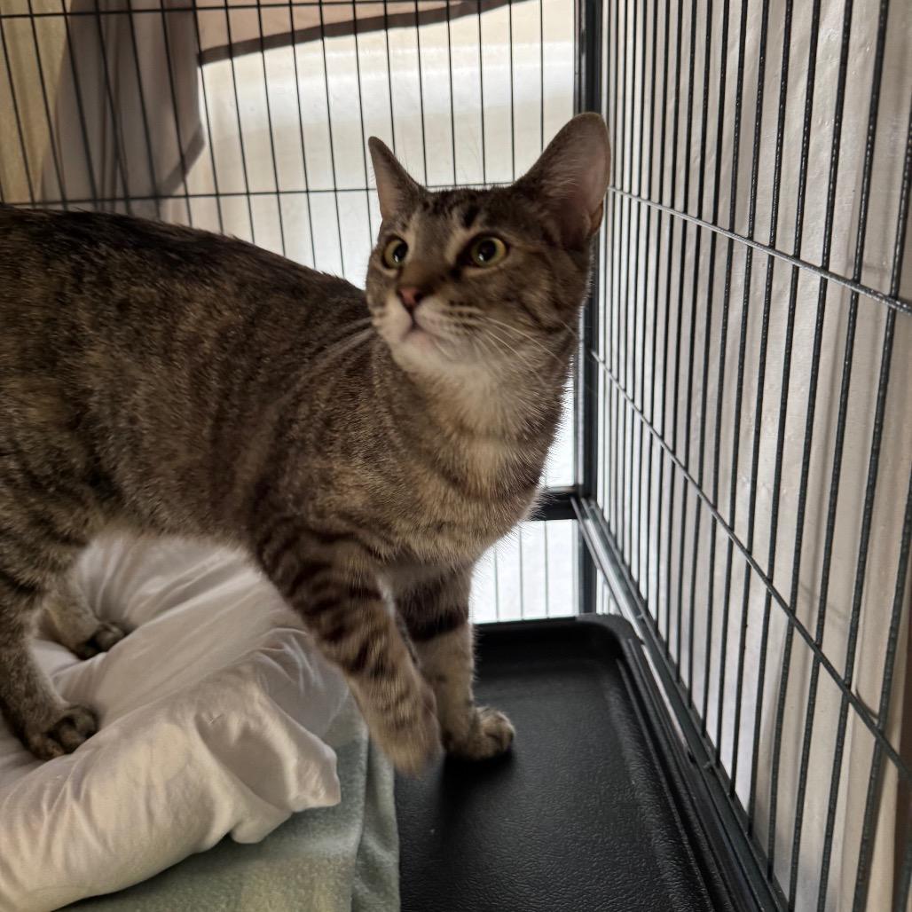 Enlarge Trust, a Adoptable Domestic Medium Hair in Mount Vernon, IL image 6/6