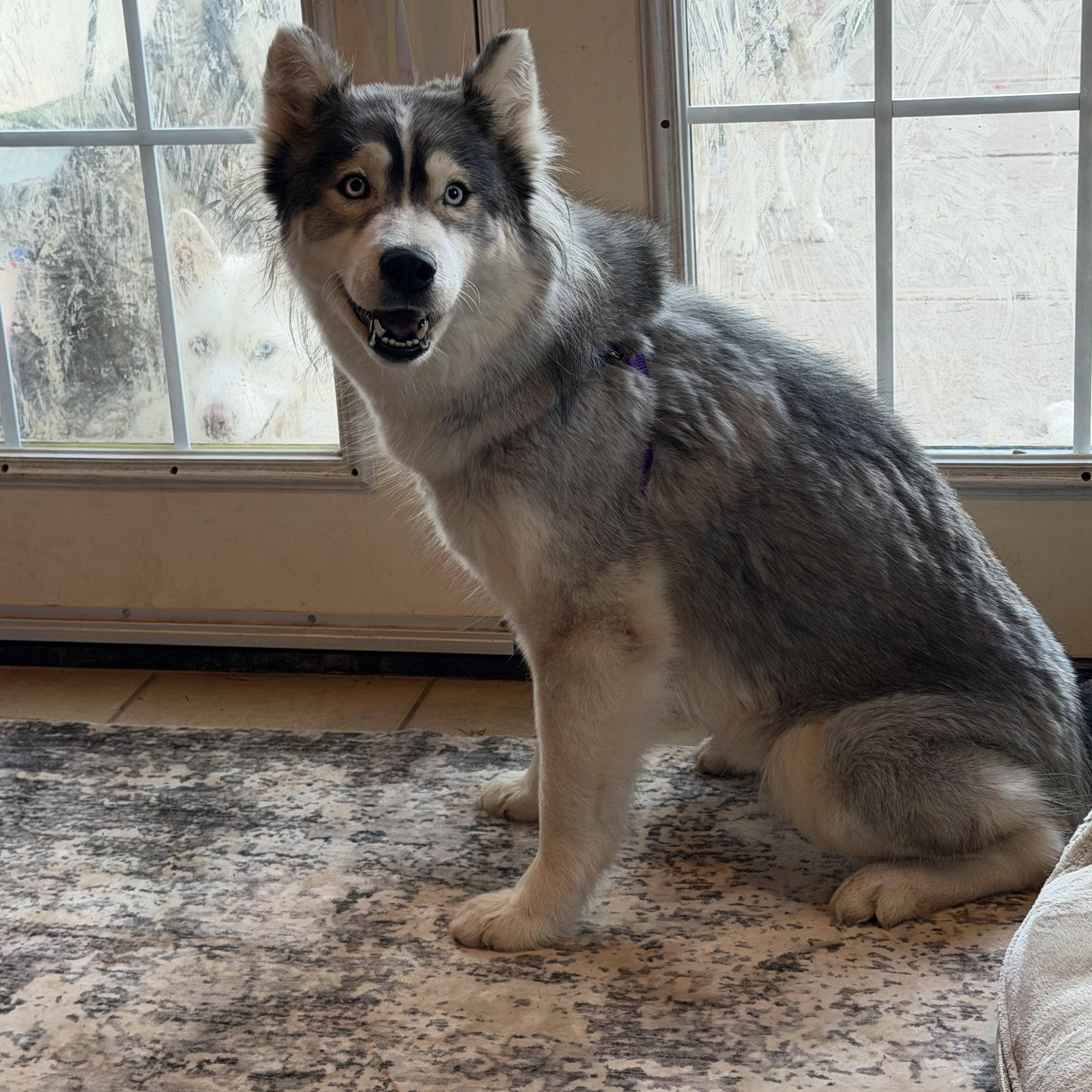 Enlarge Diamond , a ADOPTABLE Siberian Husky in Spring City, PA image 3/4