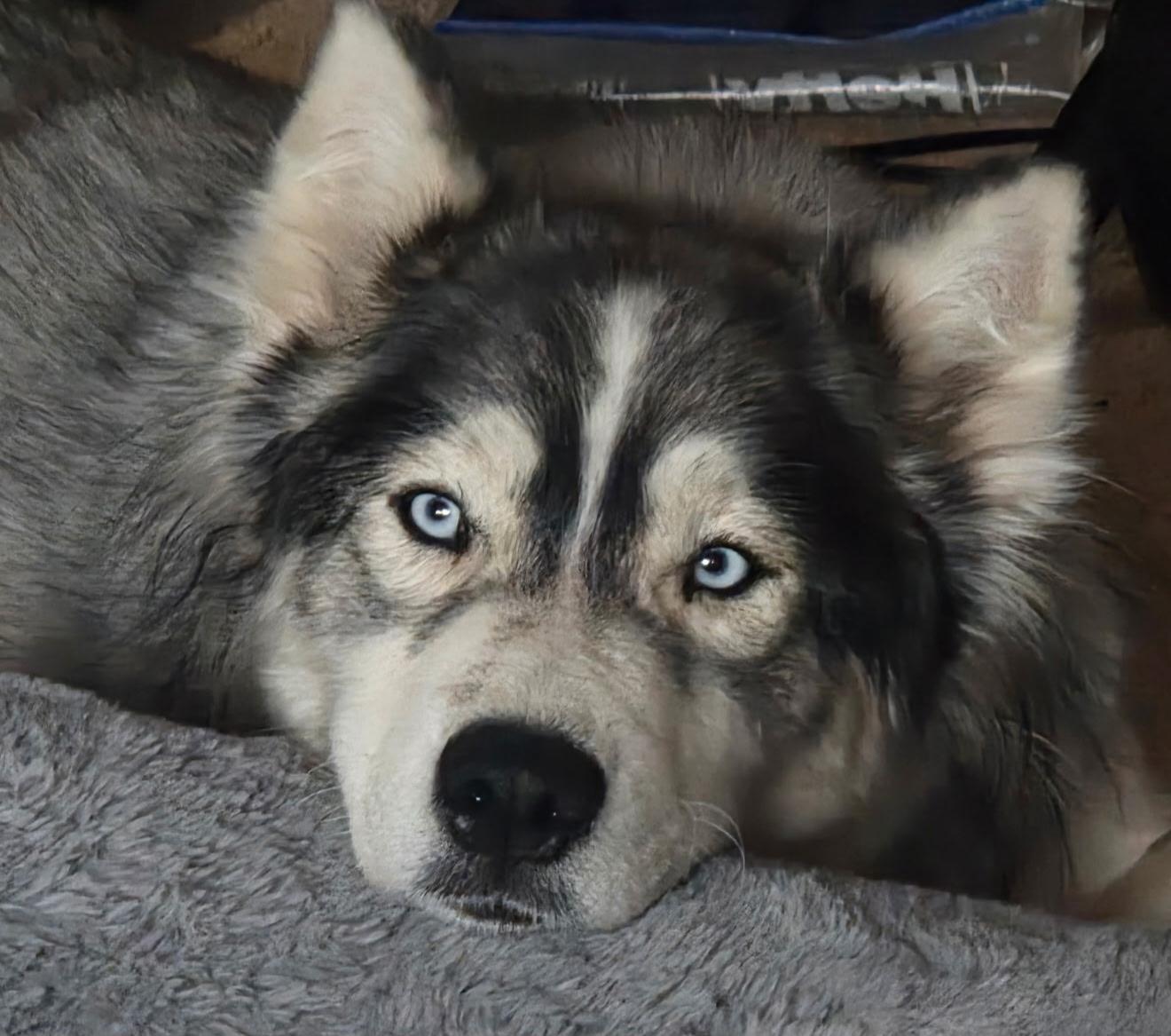 Diamond , ADOPTABLE, Adult Female Siberian Husky.