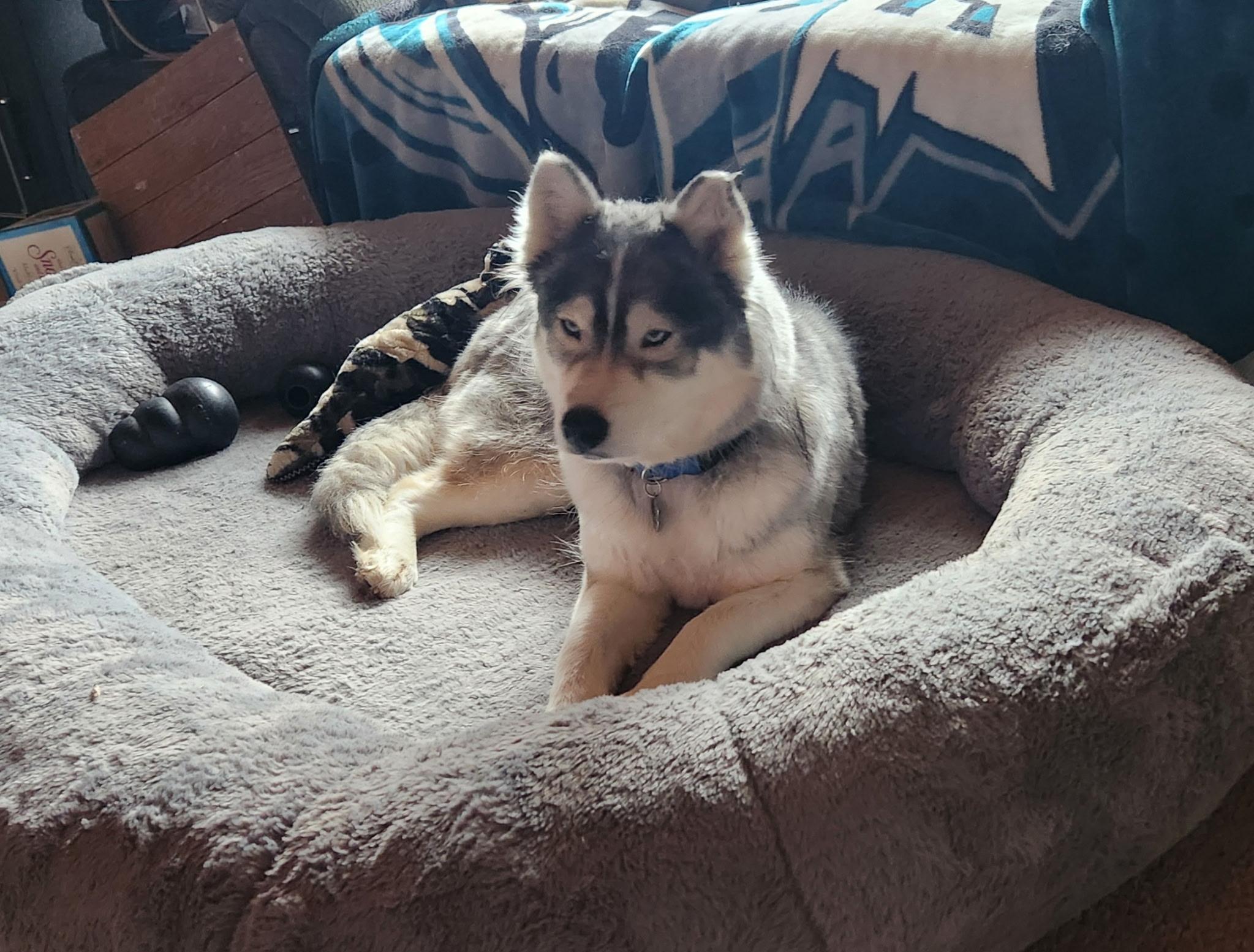 Enlarge Diamond , a ADOPTABLE Siberian Husky in Spring City, PA image 4/4