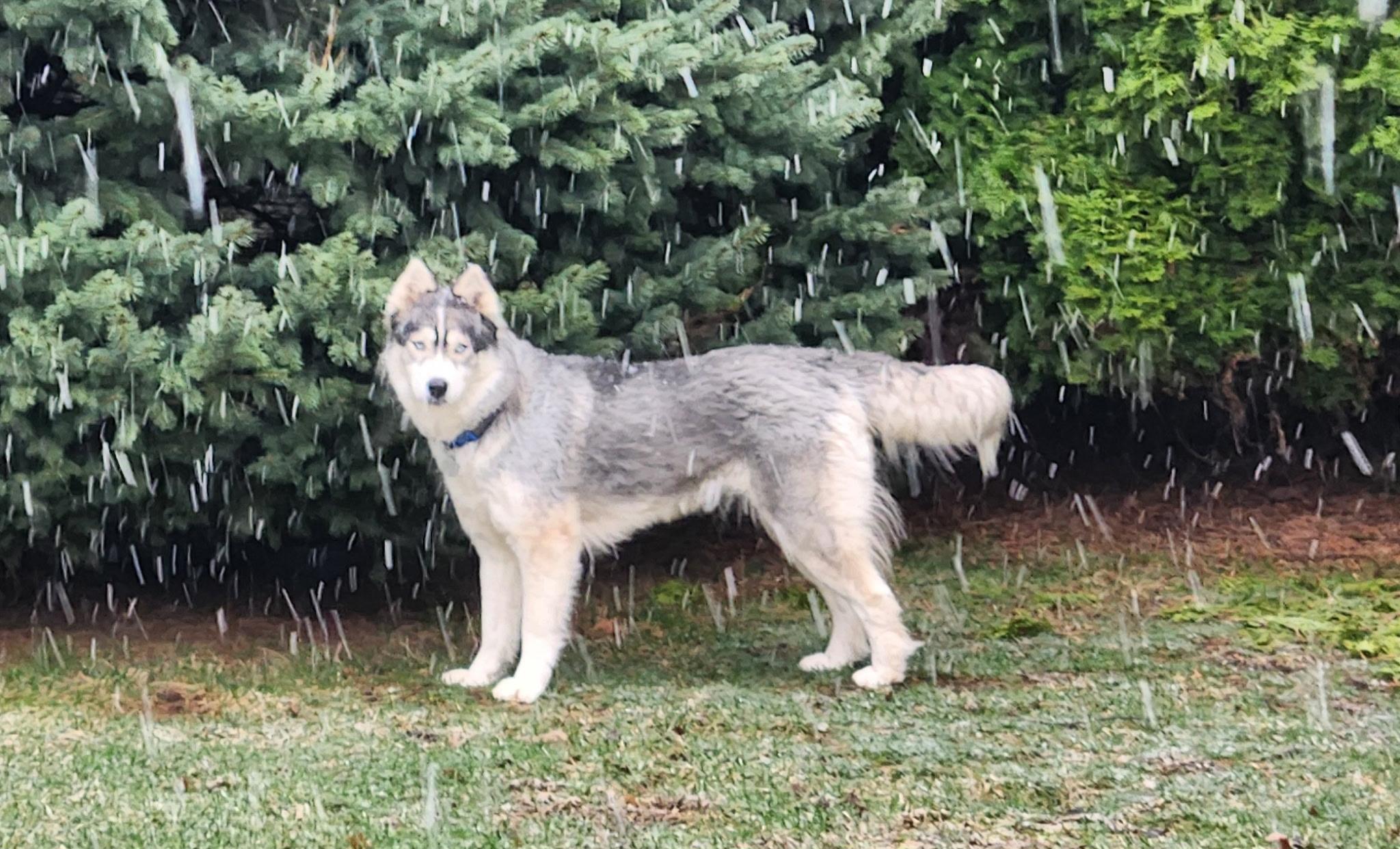 Enlarge Diamond , a ADOPTABLE Siberian Husky in Spring City, PA image 2/4