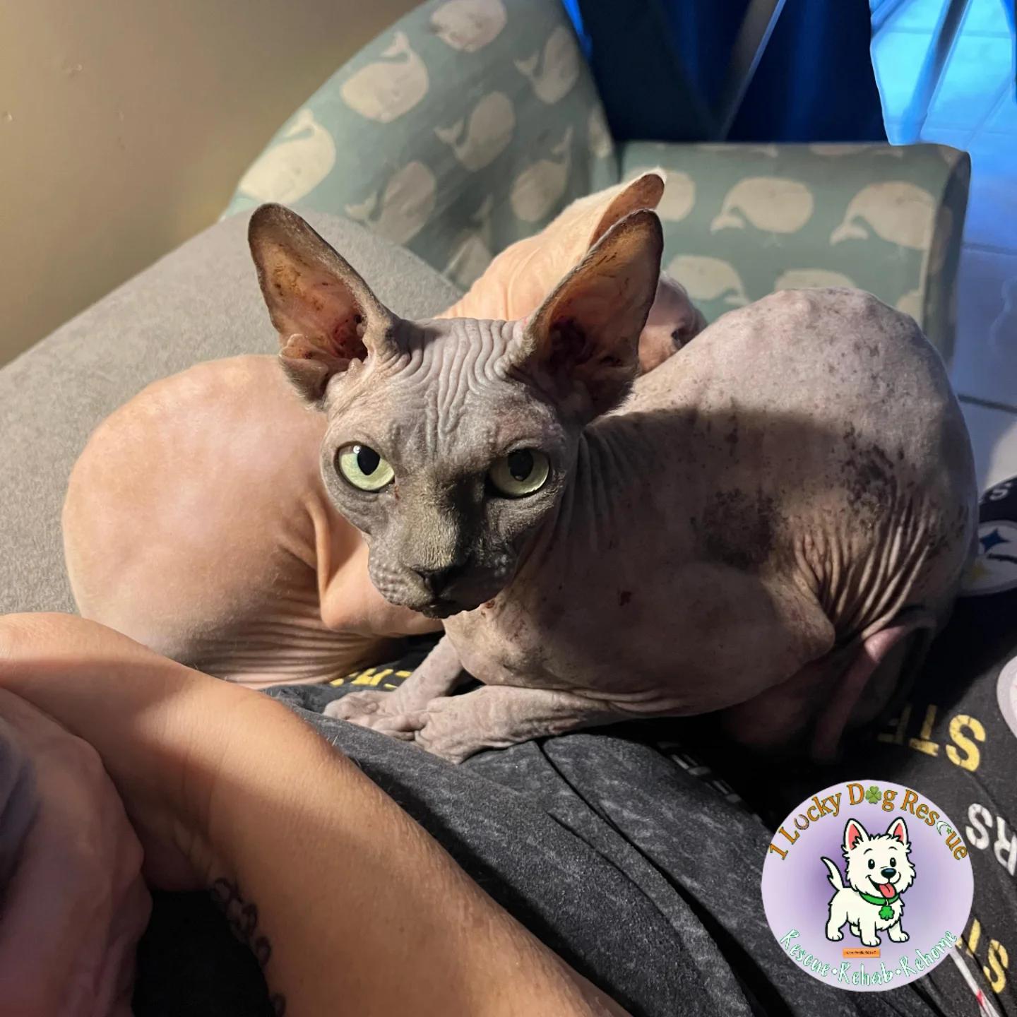 Asoka, adopted, Adult Female Sphynx / Hairless Cat.