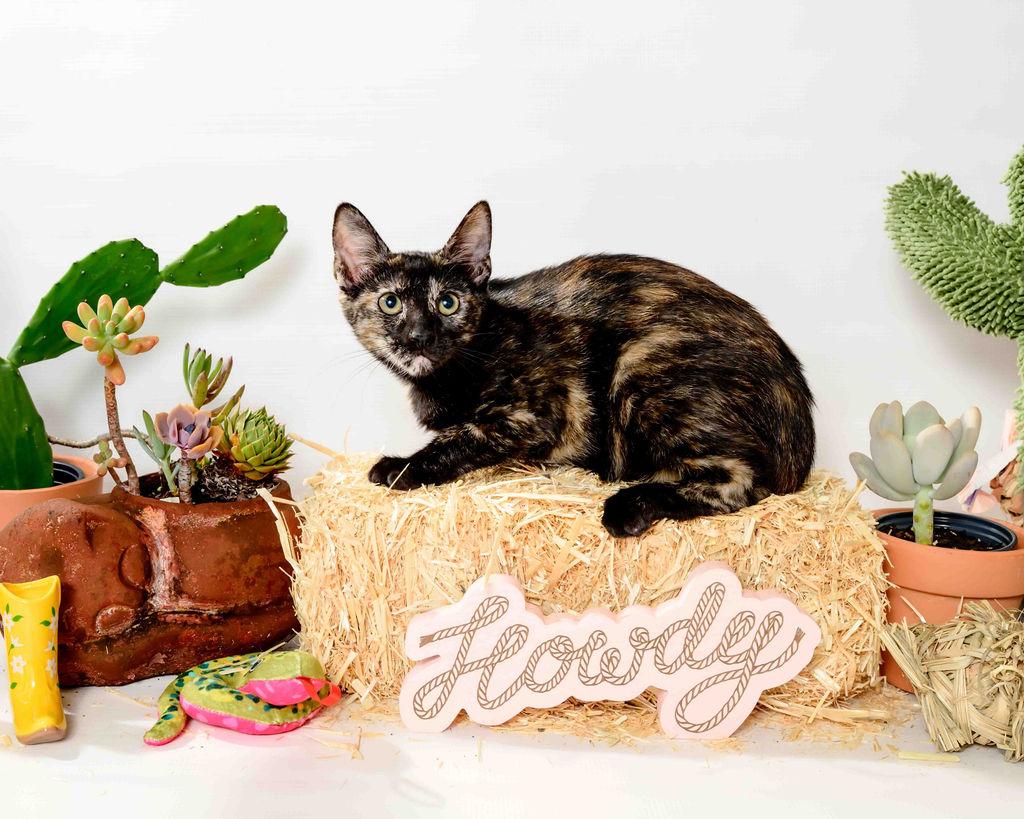 Edith, a Adoptable Tortoiseshell in Jefferson, LA image 2/4