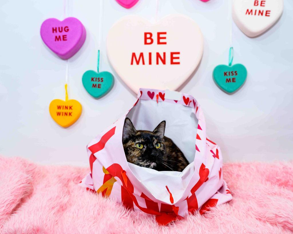 Edith, a Adoptable Tortoiseshell in Jefferson, LA image 1/5