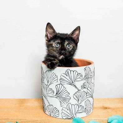 Edith, a Adoptable Tortoiseshell in Jefferson, LA image 4/4