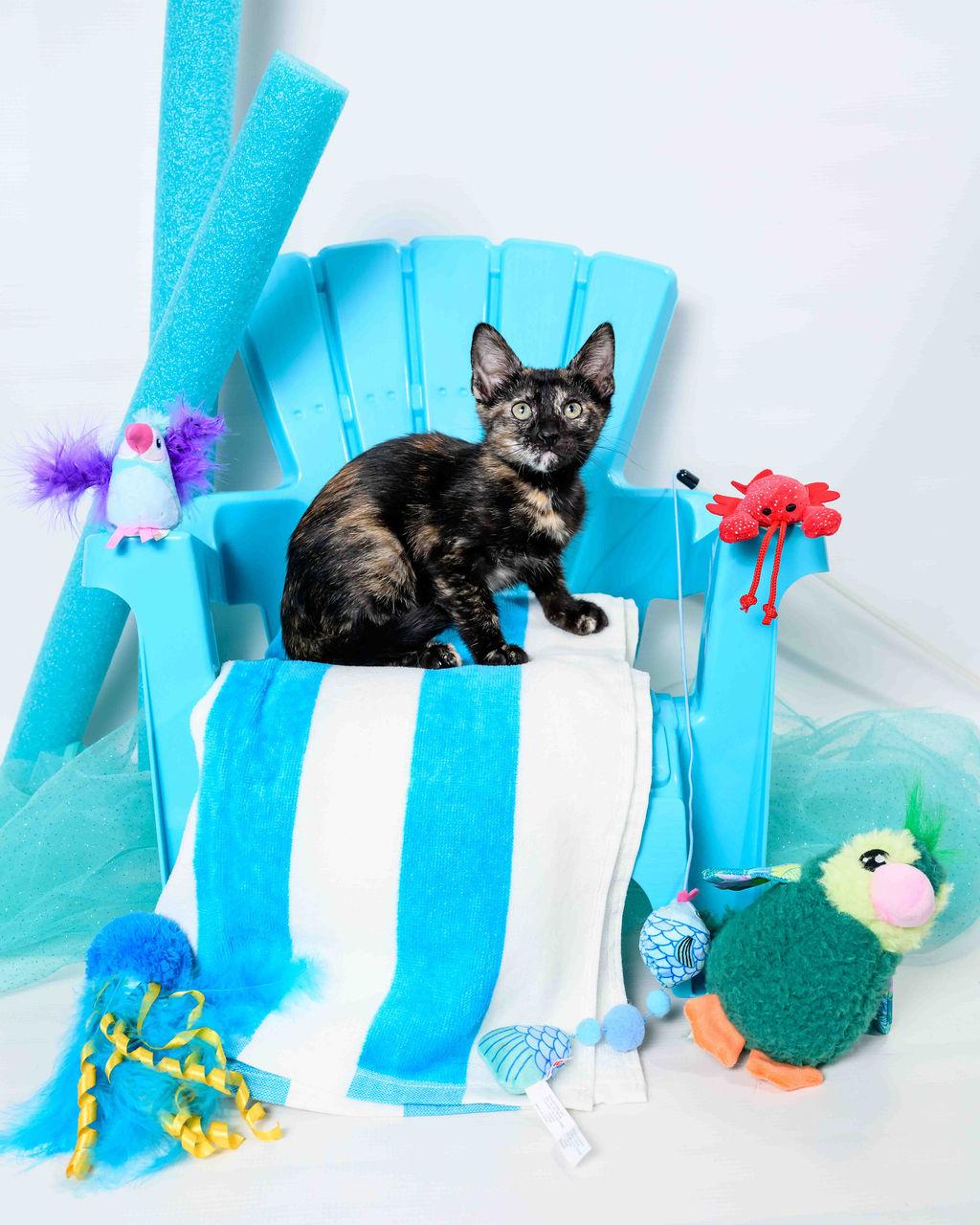 Edith, a Adoptable Tortoiseshell in Jefferson, LA image 3/4