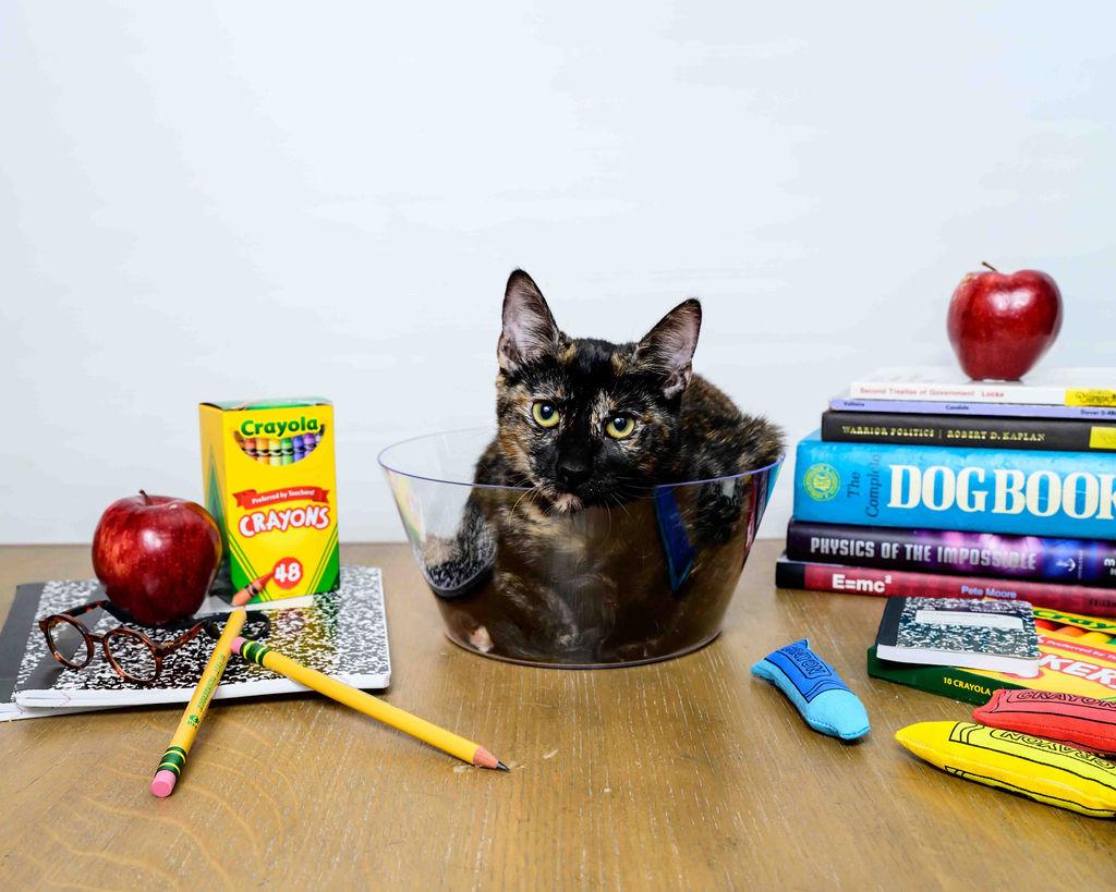 Edith, Adoptable, Kitten Female Tortoiseshell.