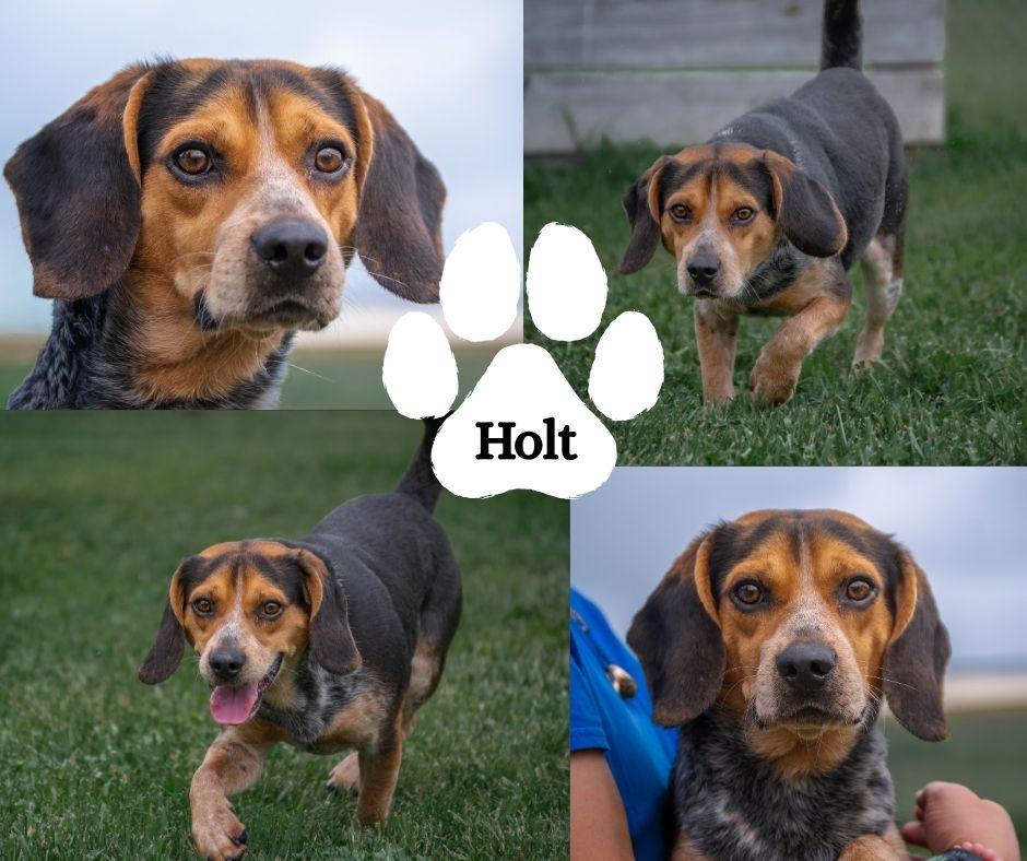 Holt, ADOPTABLE, Adult Male Beagle.