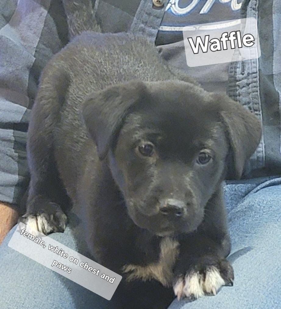 Enlarge Waffle, a Adoptable mixed breed in Prince Frederick, MD image 1/1
