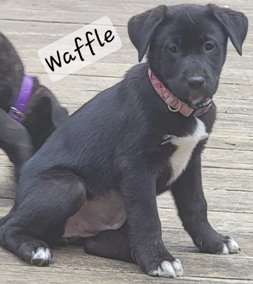 Enlarge Waffle, a Adoptable mixed breed in Prince Frederick, MD image 3/4