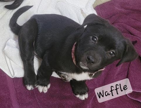 Enlarge Waffle, a Adoptable mixed breed in Prince Frederick, MD image 2/4