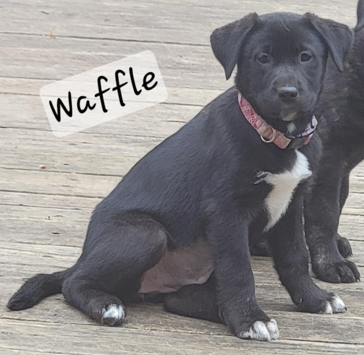 Enlarge Waffle, a Adoptable mixed breed in Prince Frederick, MD image 1/4