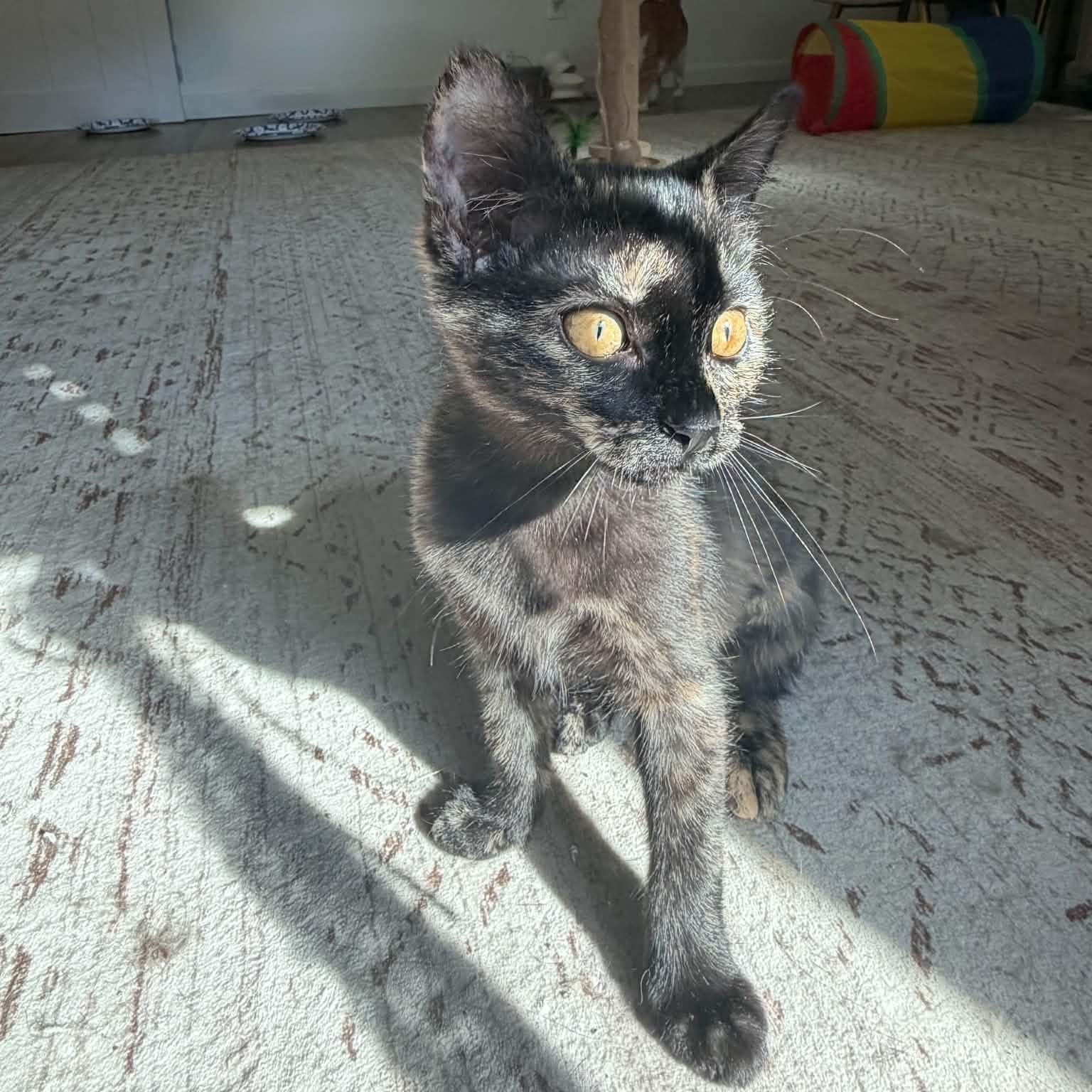 Enlarge Pancake, a Adopted Domestic Short Hair in Martinsville, IN image 3/3