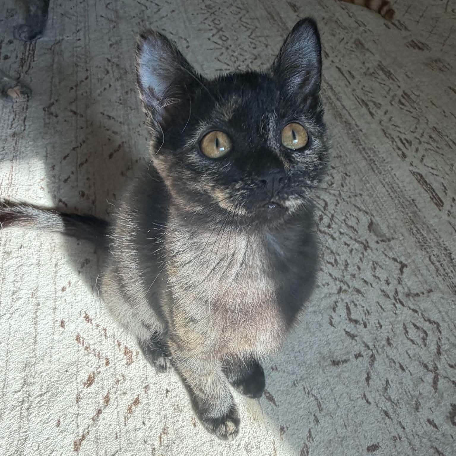 Enlarge Pancake, a Adopted Domestic Short Hair in Martinsville, IN image 1/3
