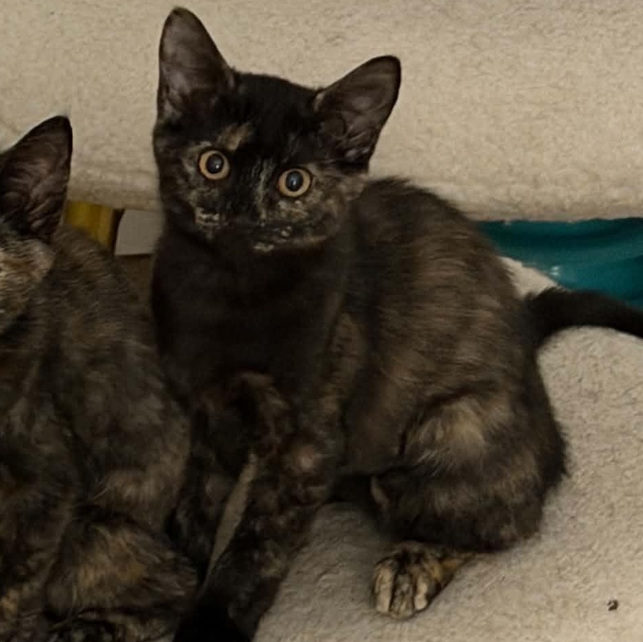 Enlarge Pancake, a Adopted Domestic Short Hair in Martinsville, IN image 2/3