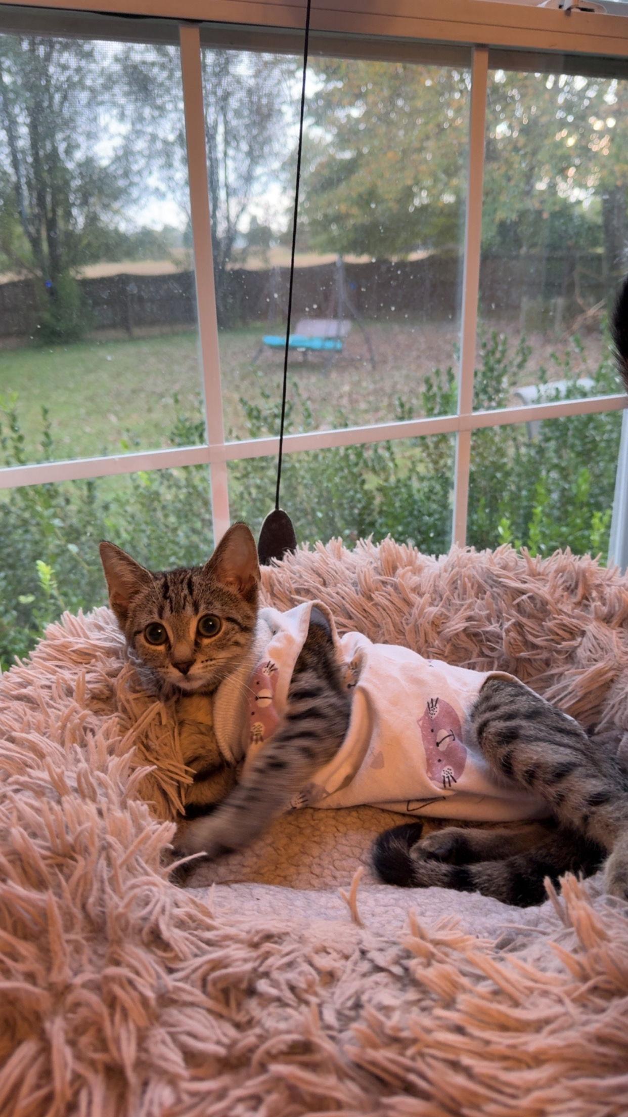 Callisto thumbnail 4