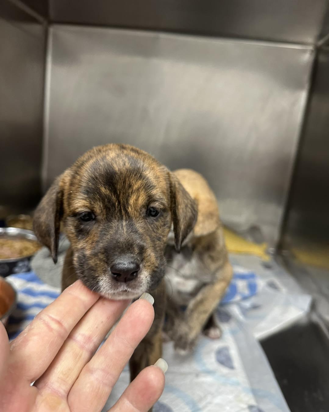 Enlarge Lyric, a Adopted Mixed Breed in Huntsville , TX image 1/1