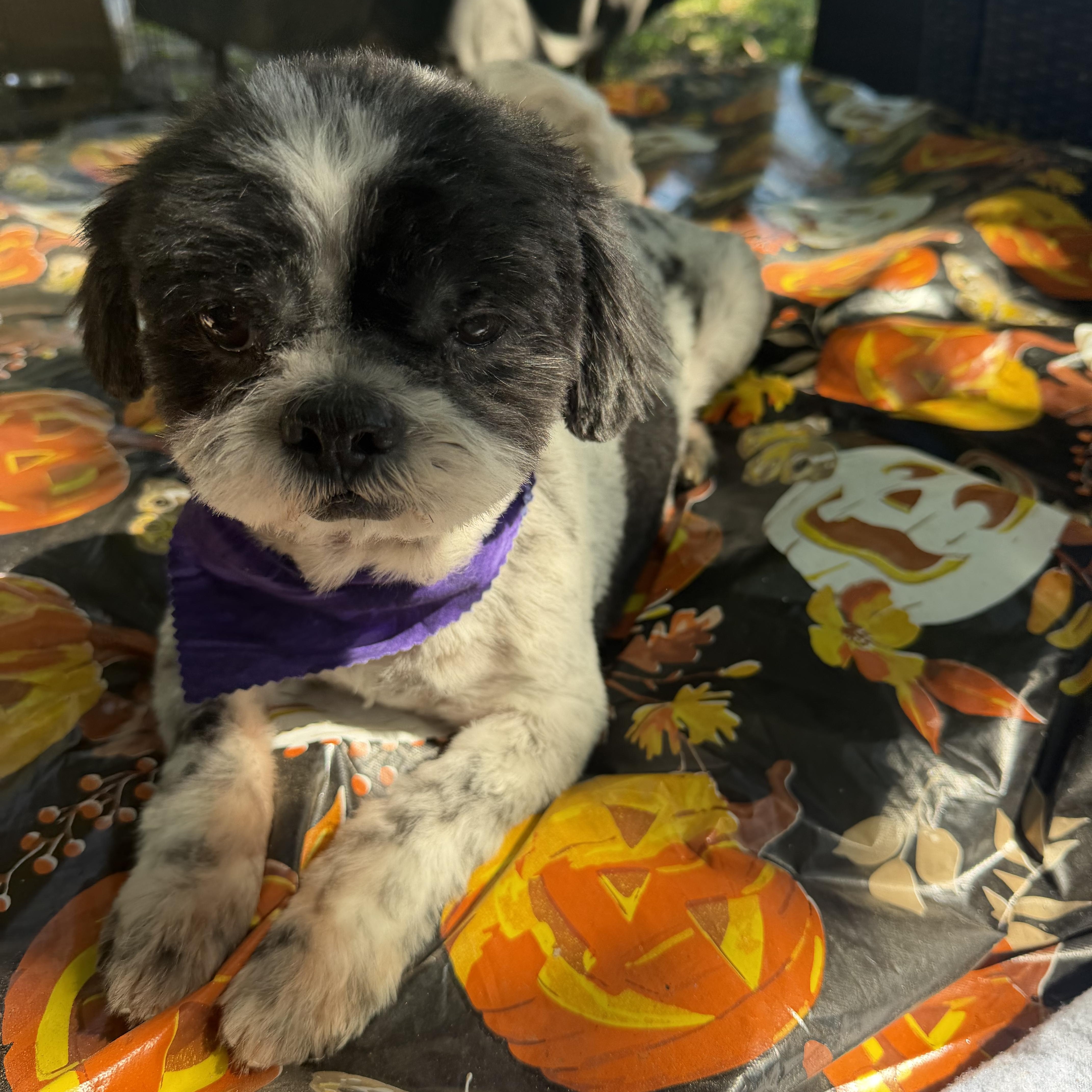 Mia, Adoptable, Adult Female Shih Tzu.