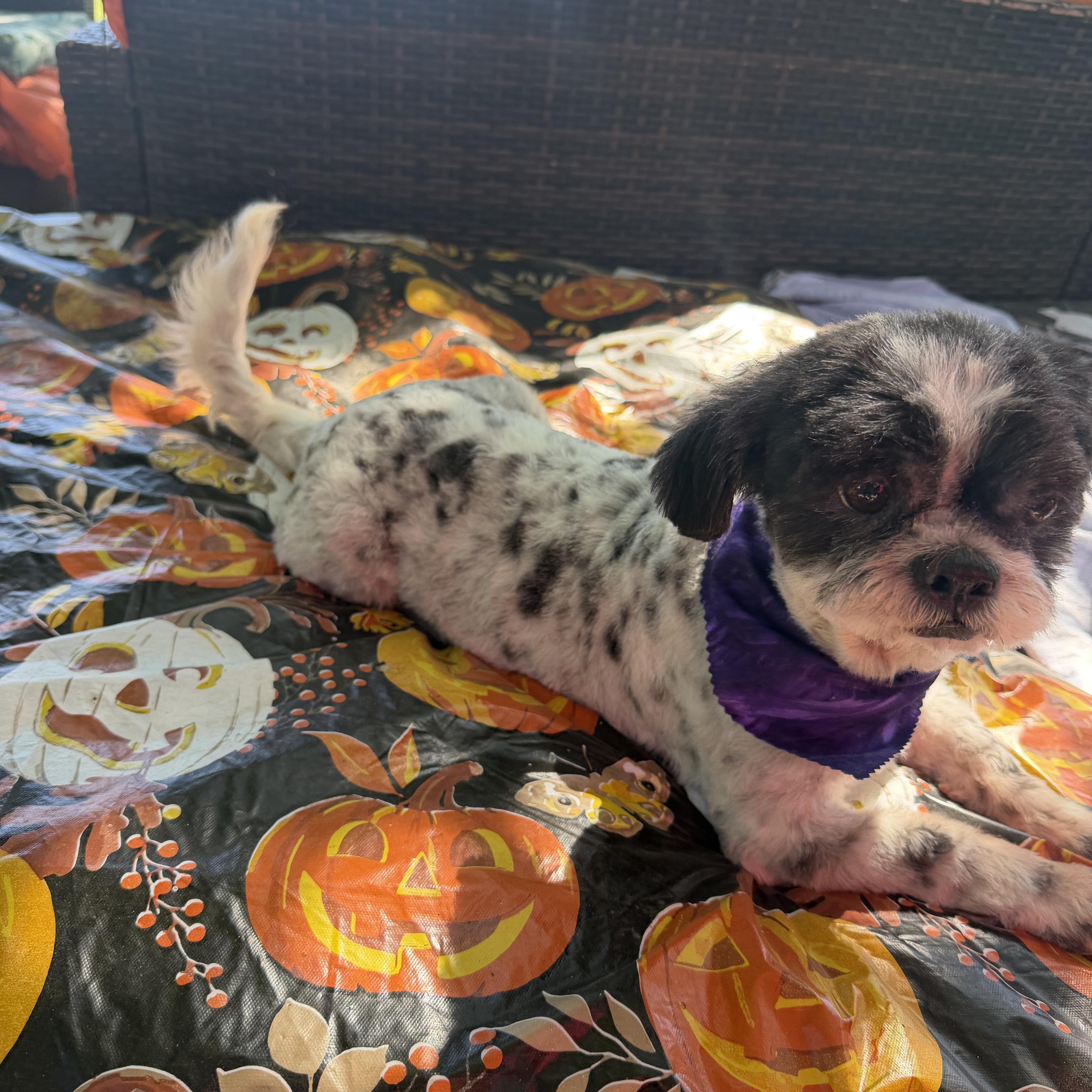 Enlarge Mia, a Adoptable Shih Tzu in Westerly, RI image 3/3
