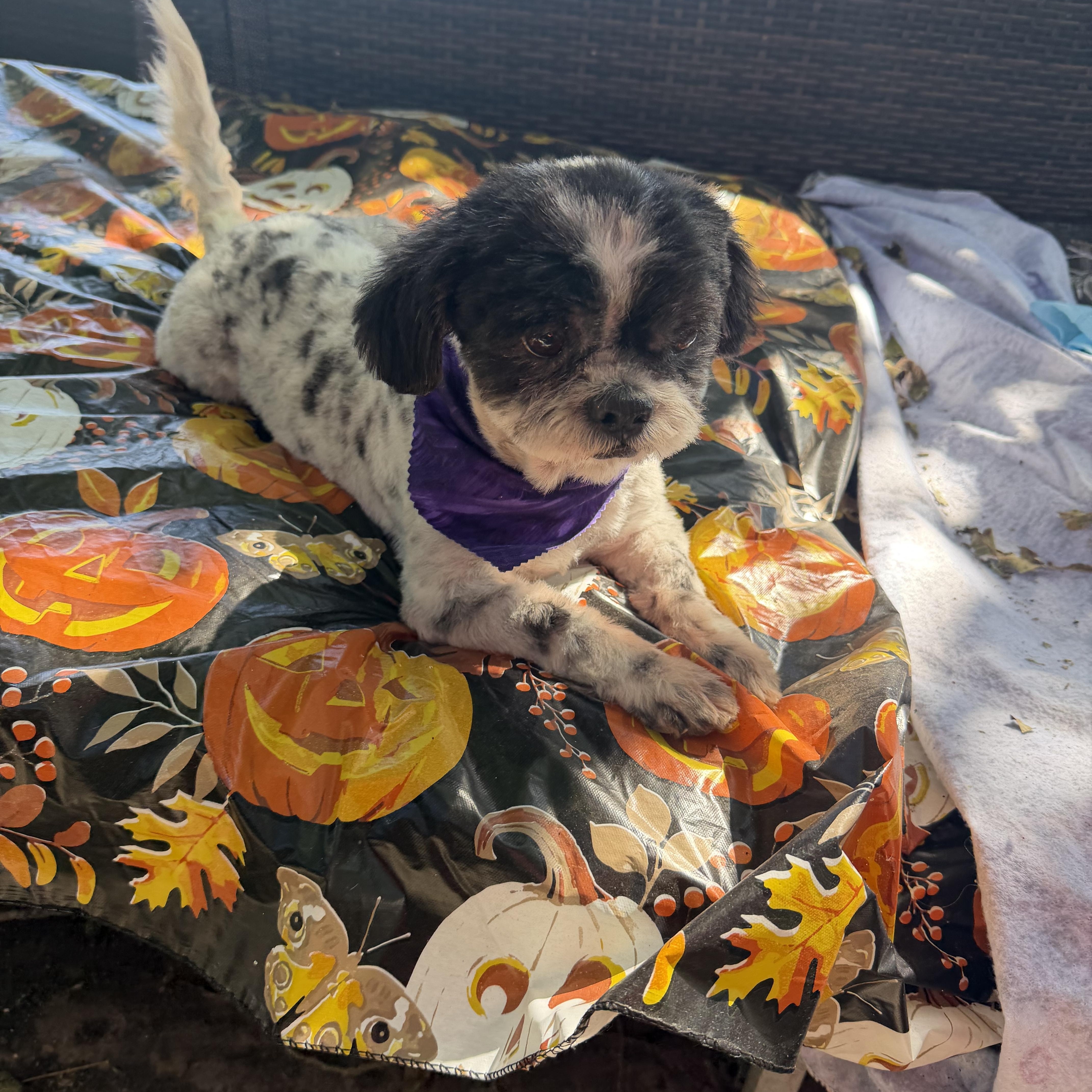 Enlarge Mia, a Adoptable Shih Tzu in Westerly, RI image 2/3