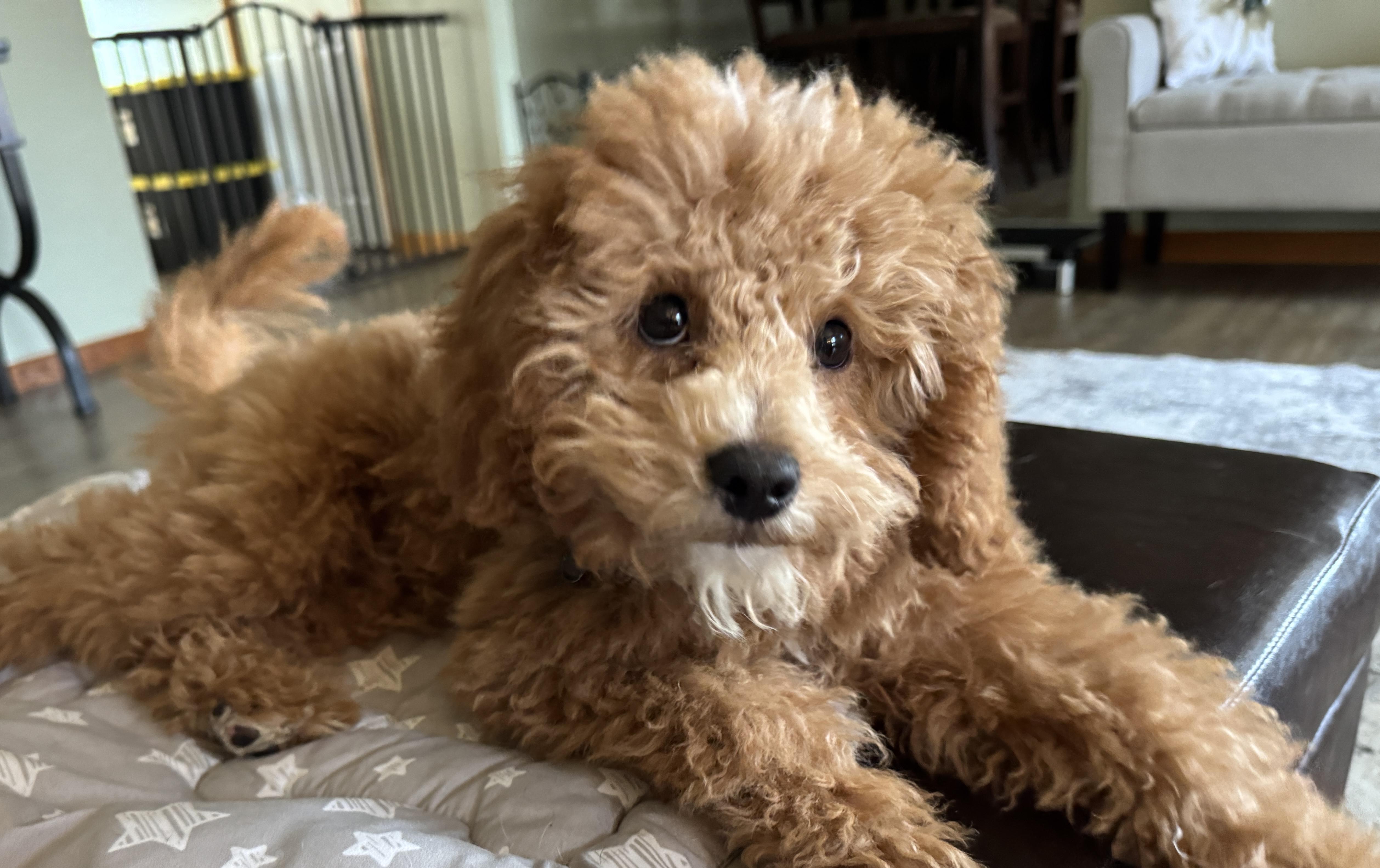 Enlarge Teddy, an adopted Cavapoo in Solon, OH image 2/5