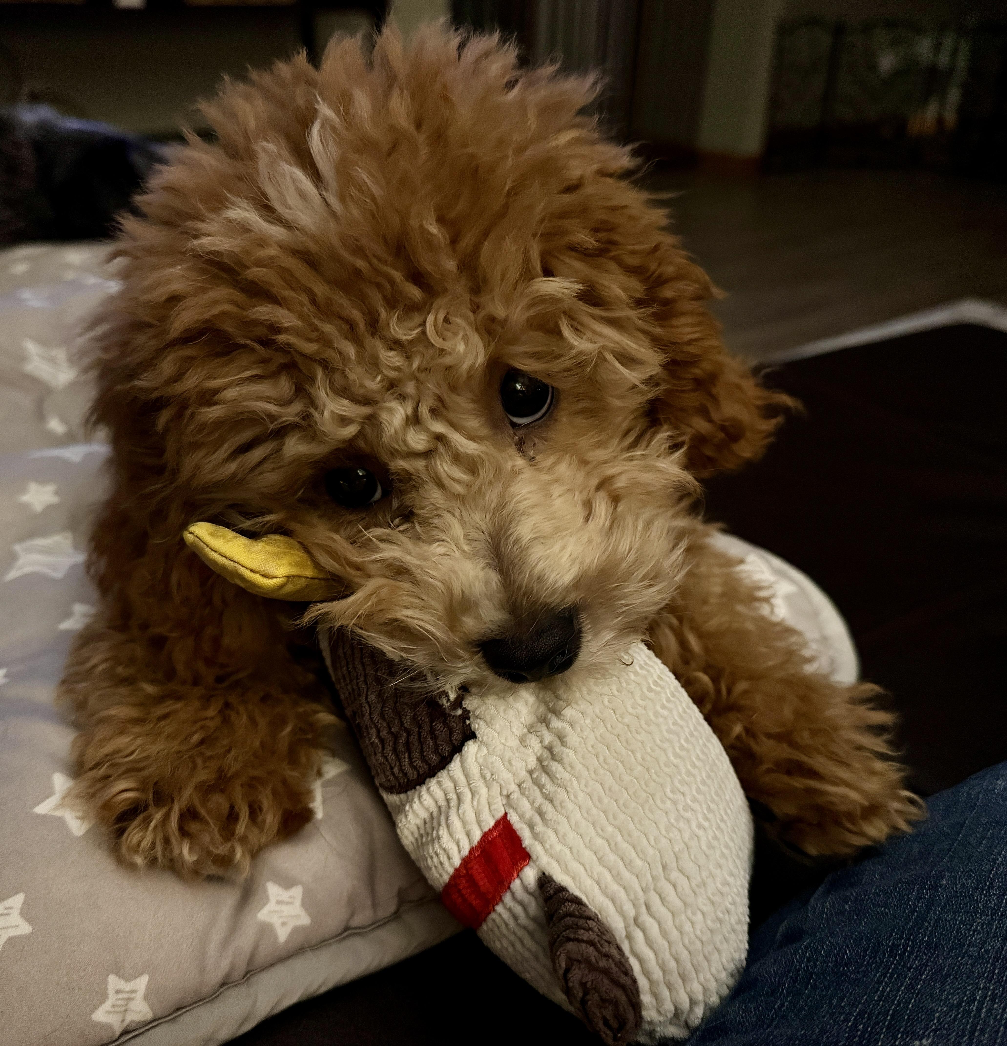 Enlarge Teddy, an adopted Cavapoo in Solon, OH image 4/5