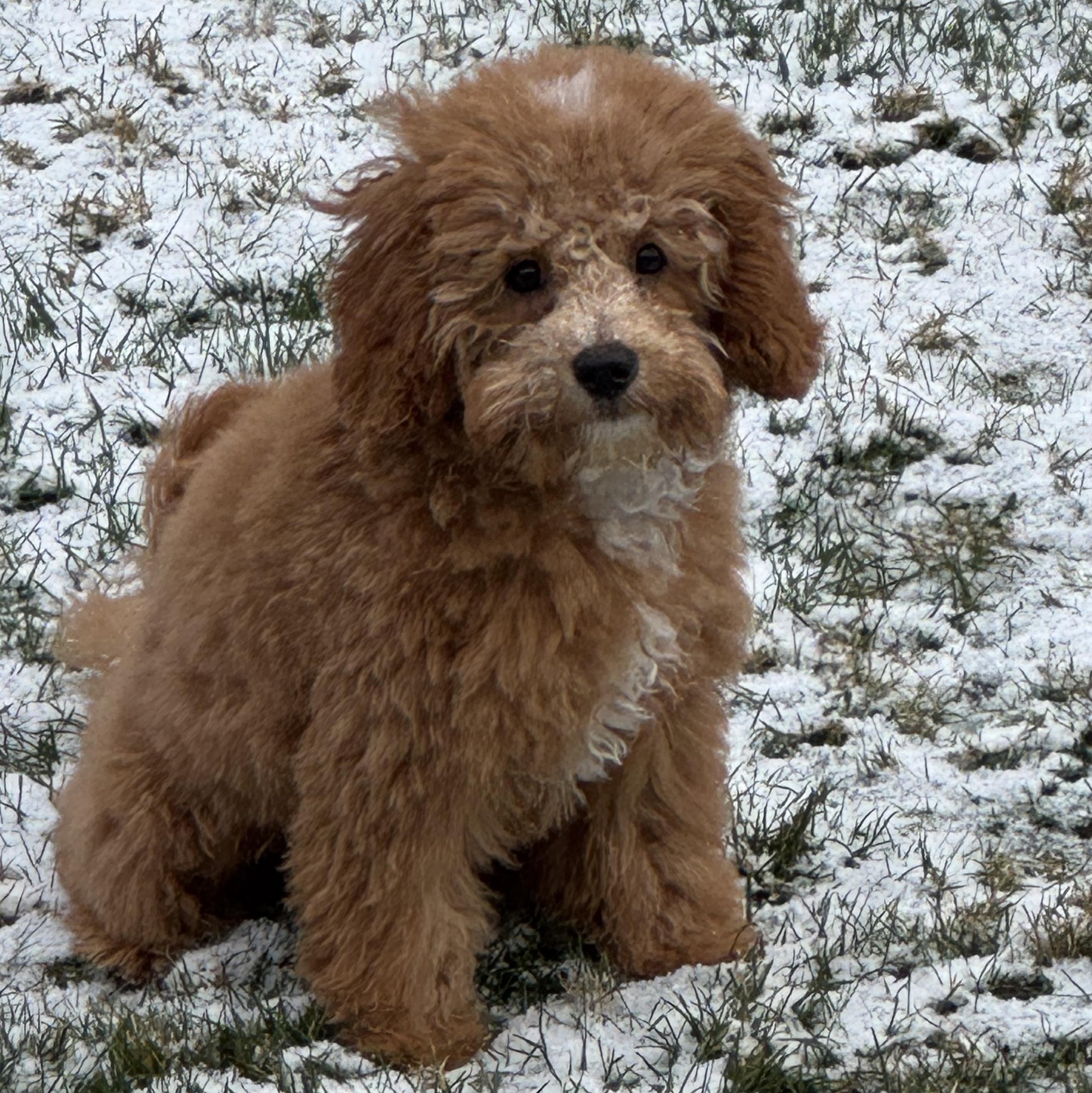 Enlarge Teddy, an adopted Cavapoo in Solon, OH image 1/5