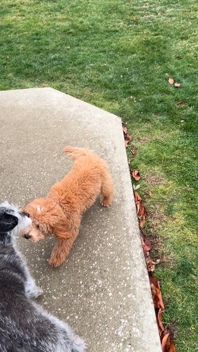 Enlarge Teddy, an adopted Cavapoo in Solon, OH video 5/5