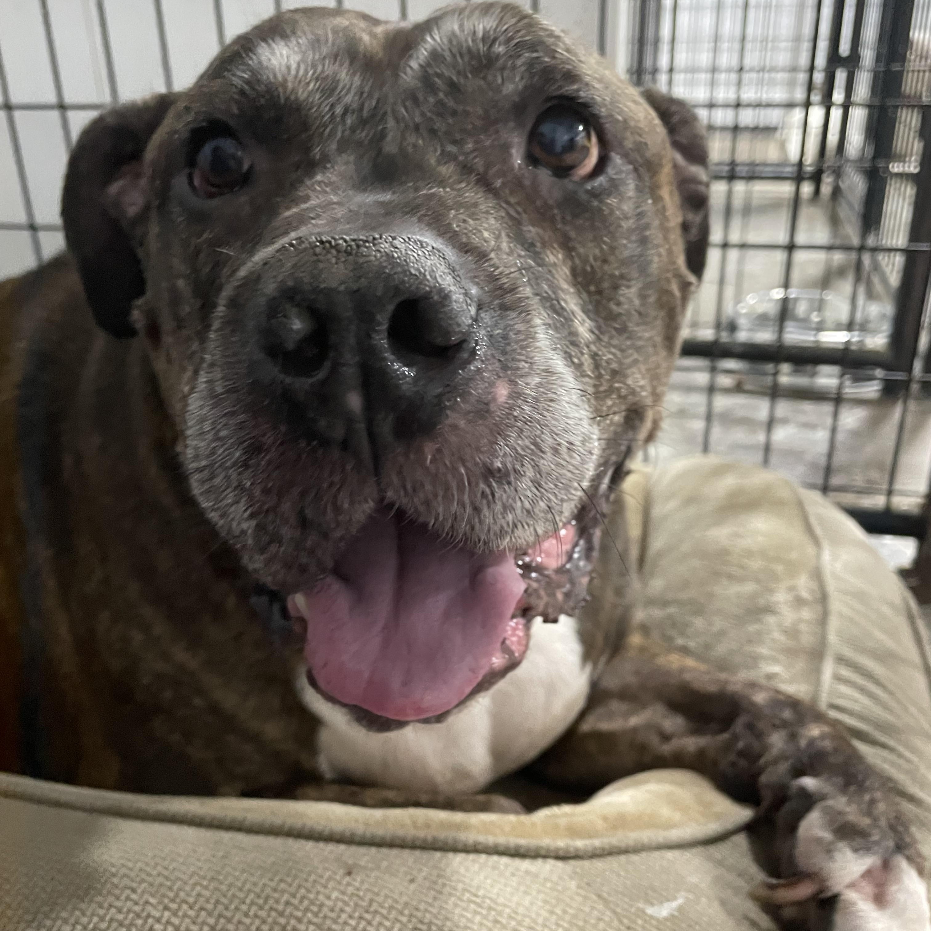 Rocky, an adoptable Staffordshire Bull Terrier in Le Mars, IA, 51031 | Photo Image 2